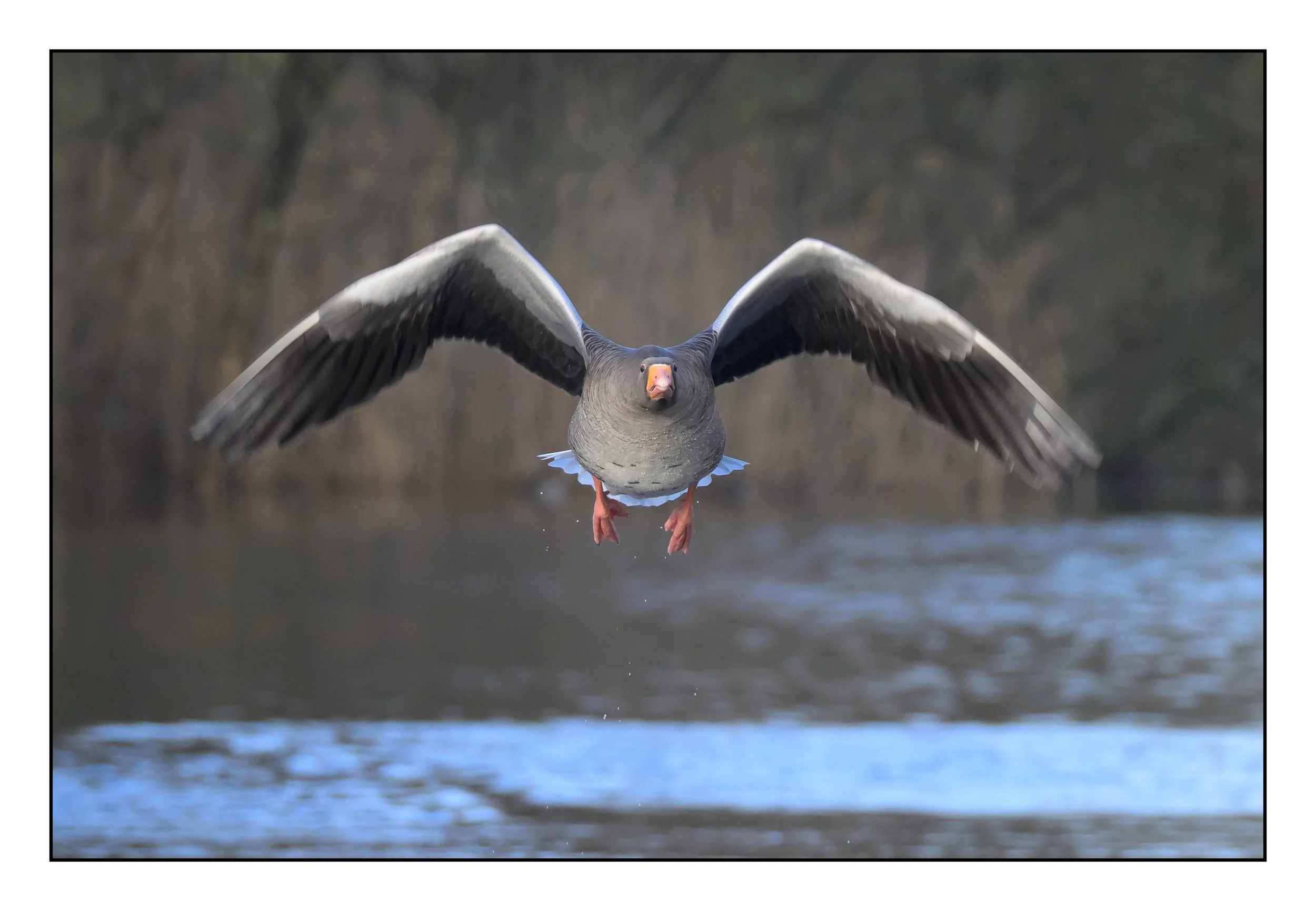 Greylag Geese