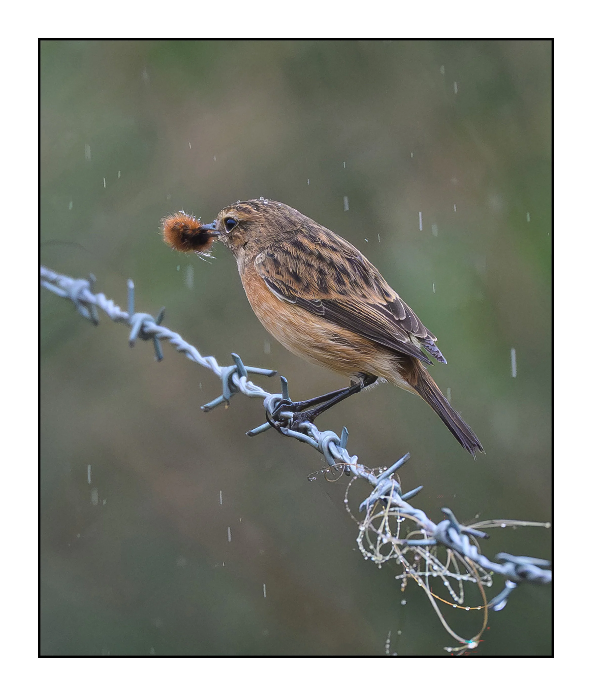 Song Birds_0024.jpg