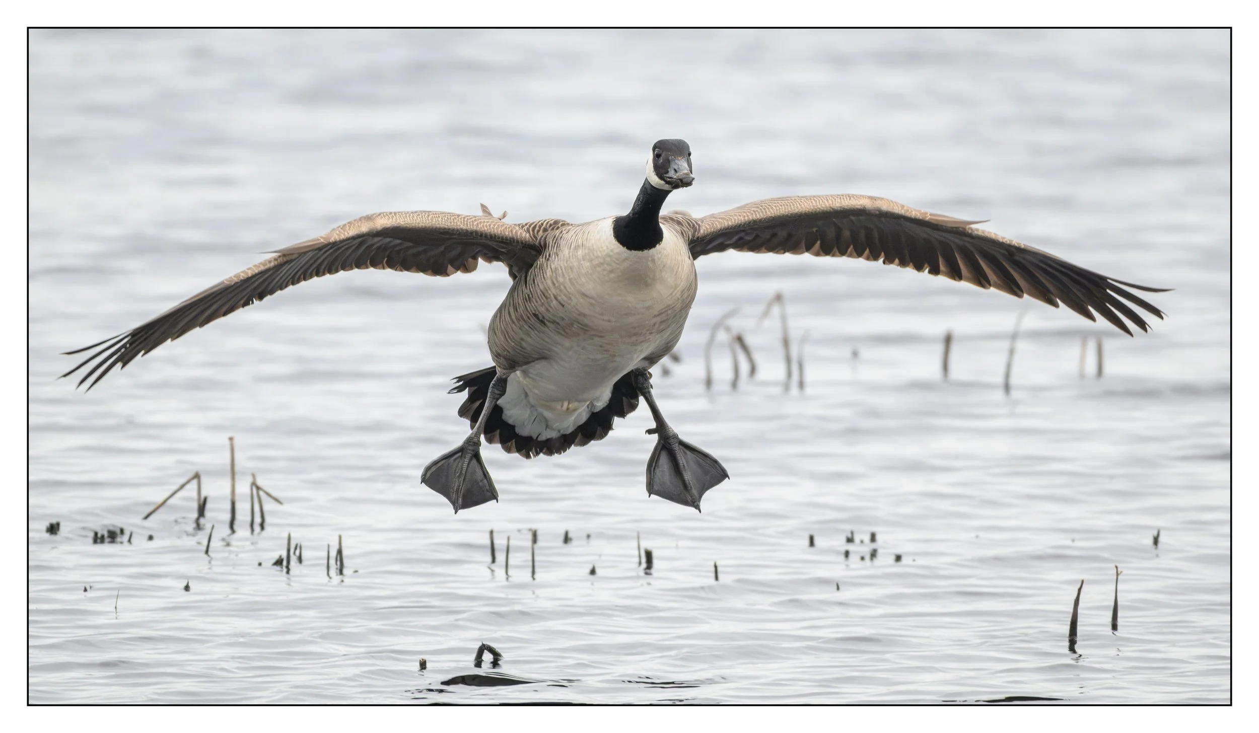 Canada Geese on a lake