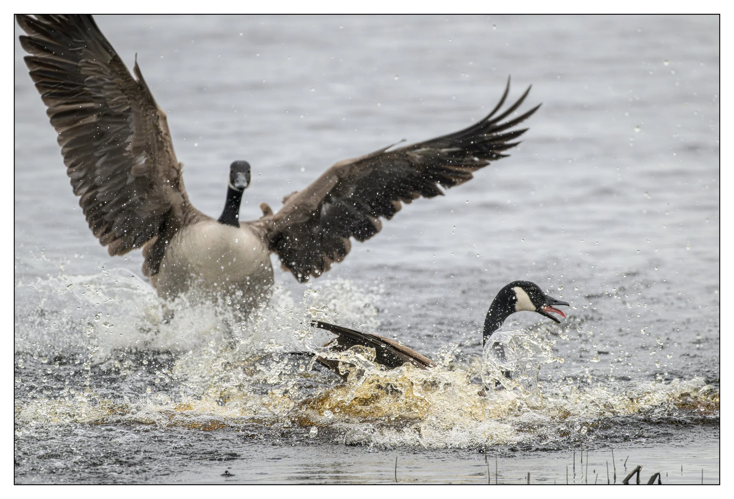 Canada Geese on a lake