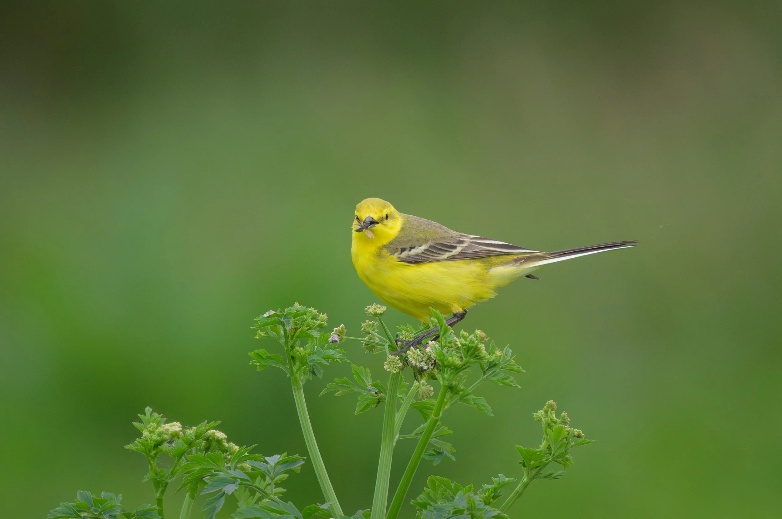 Song Birds_0030.jpg