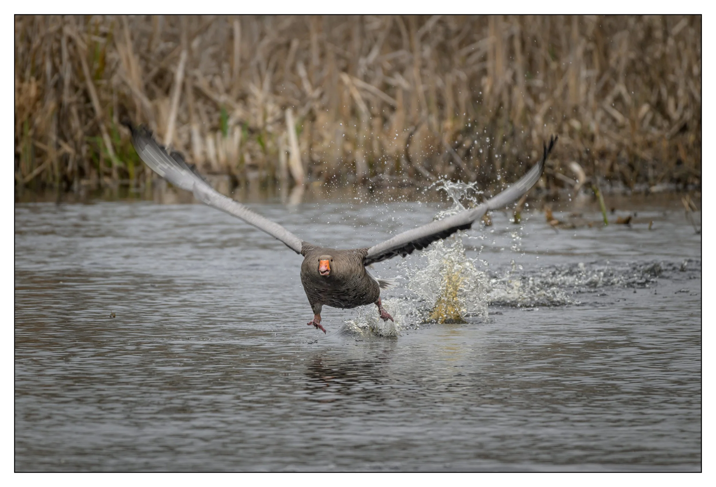 Greylag Geese