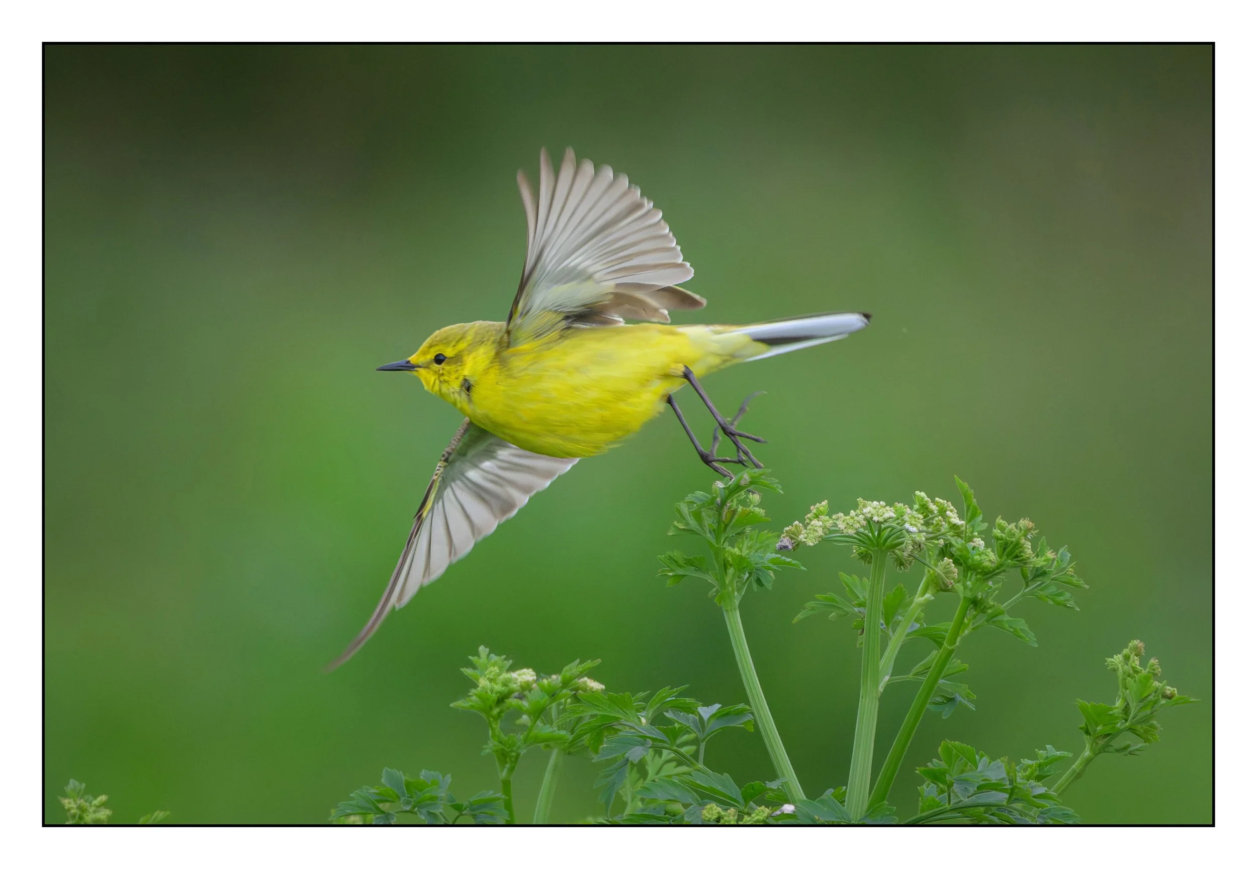 Song Birds_0031.jpg