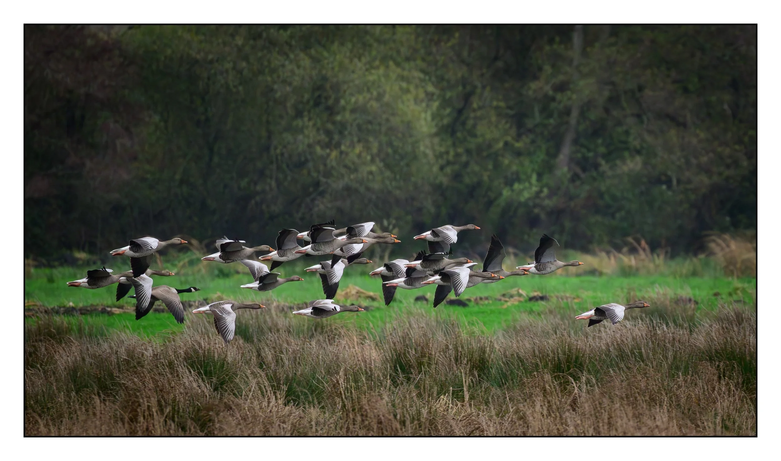 Greylag Geese