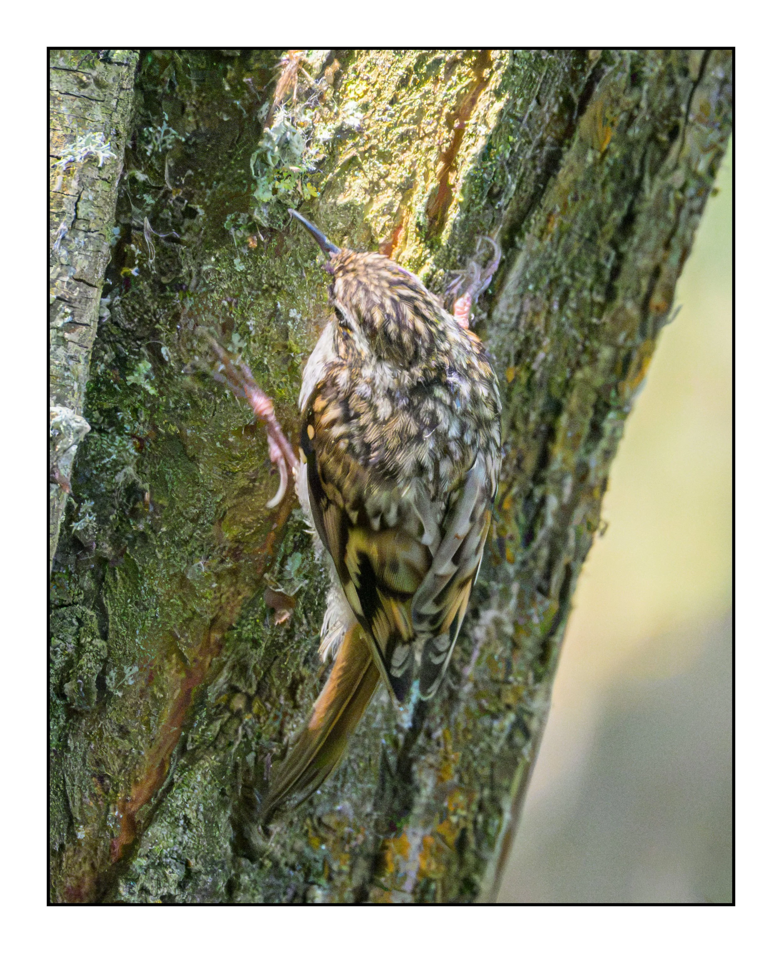 Tree Creeper