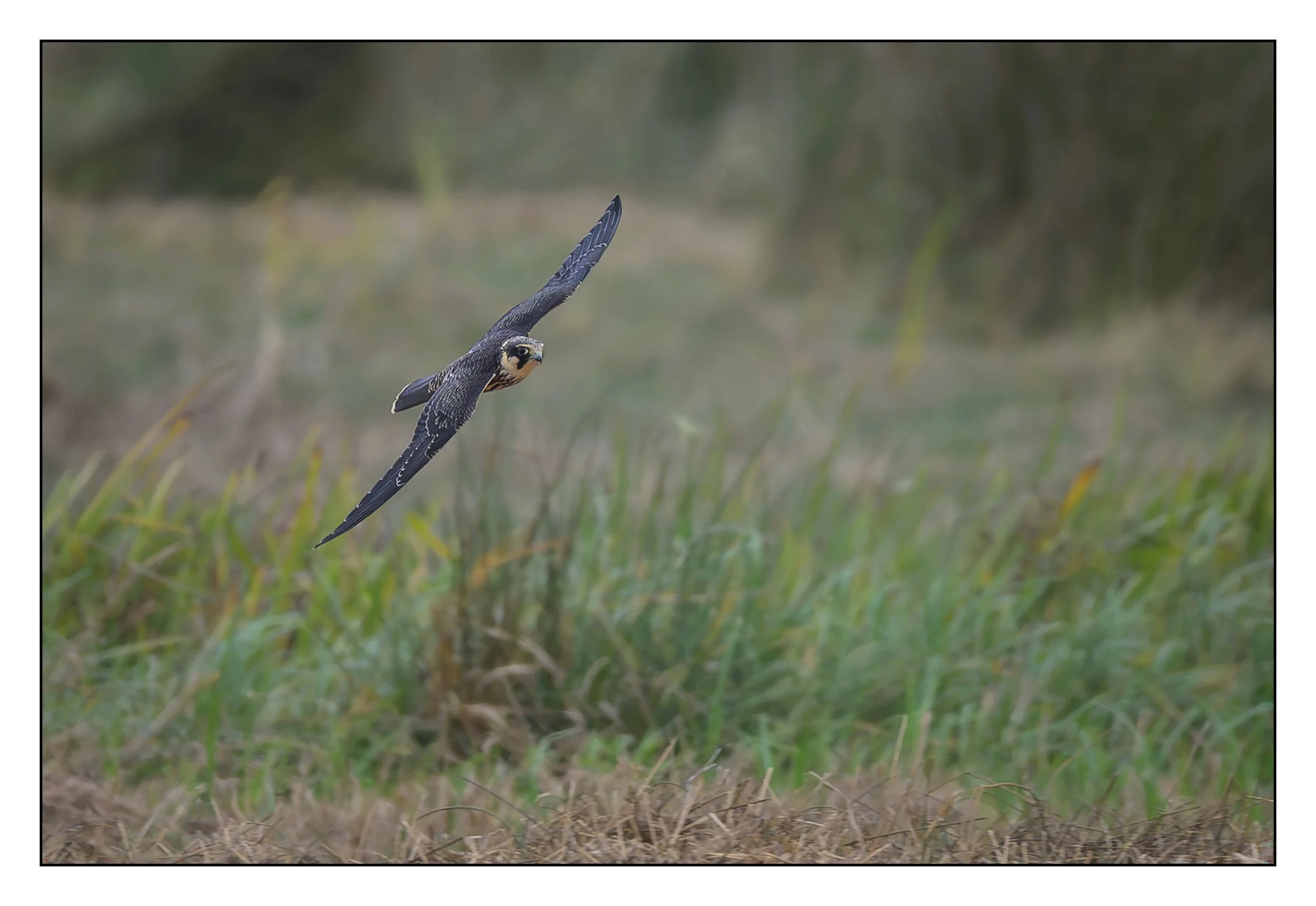 Hobby Falcon