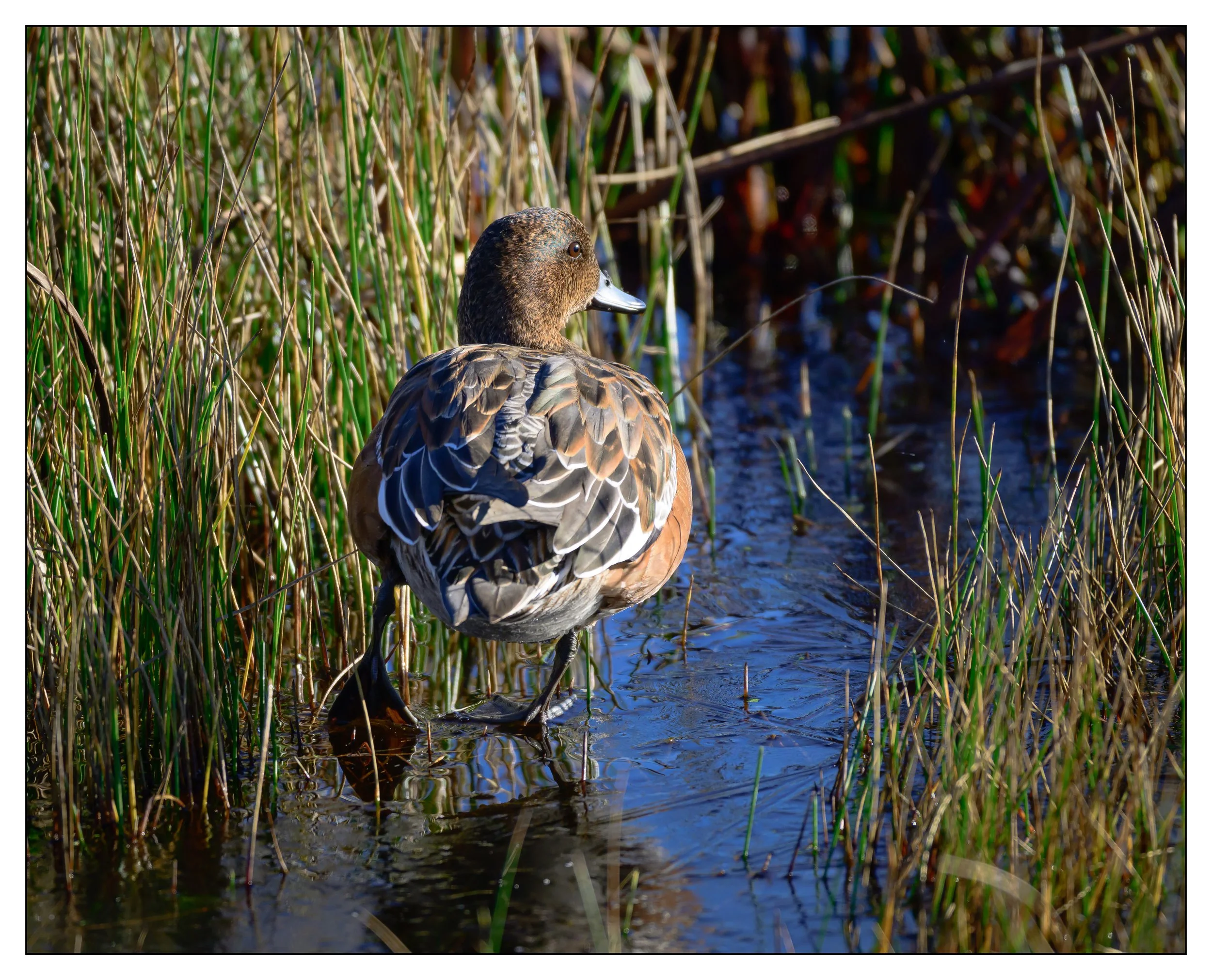 Wigeon