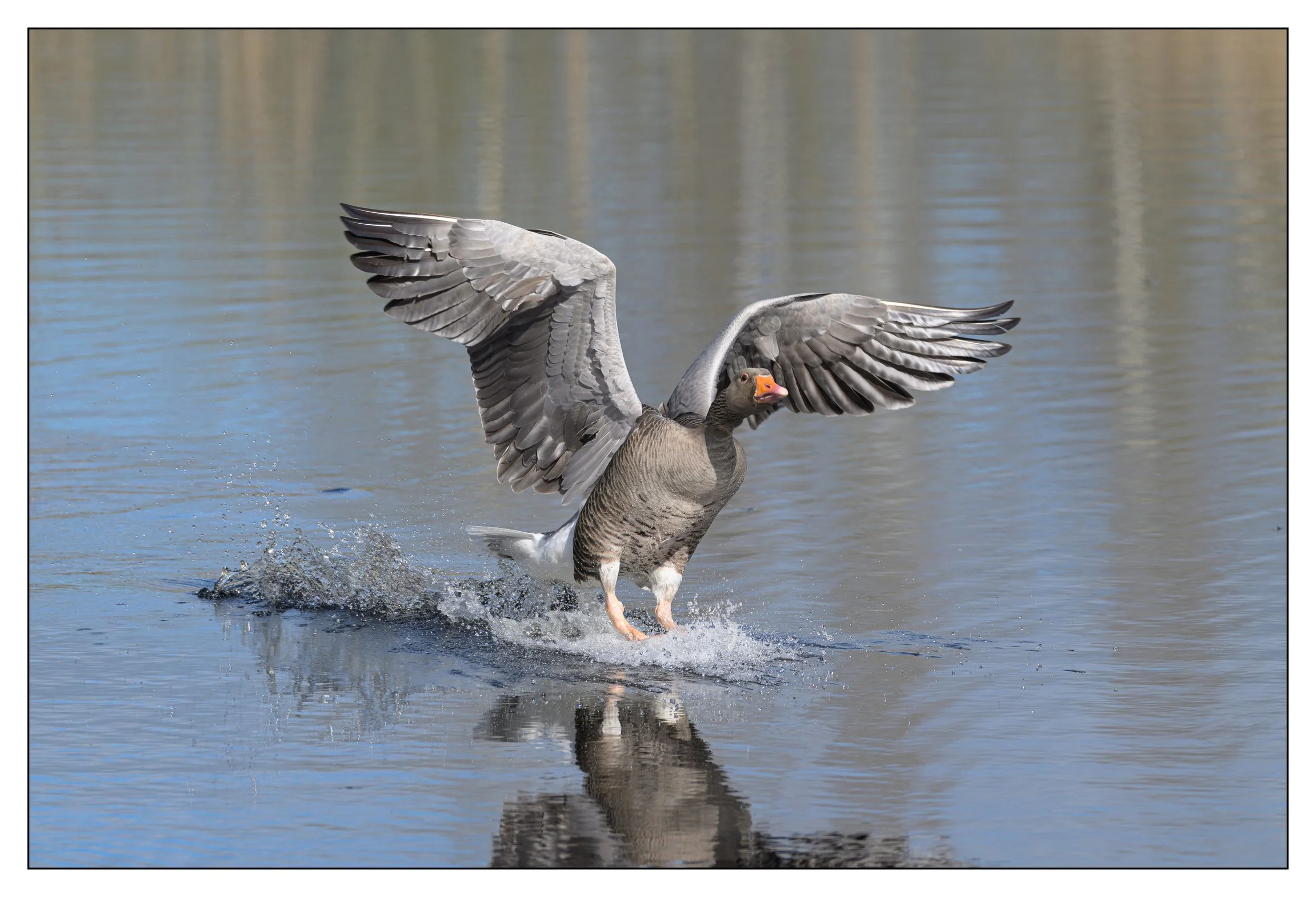 Greylag Geese