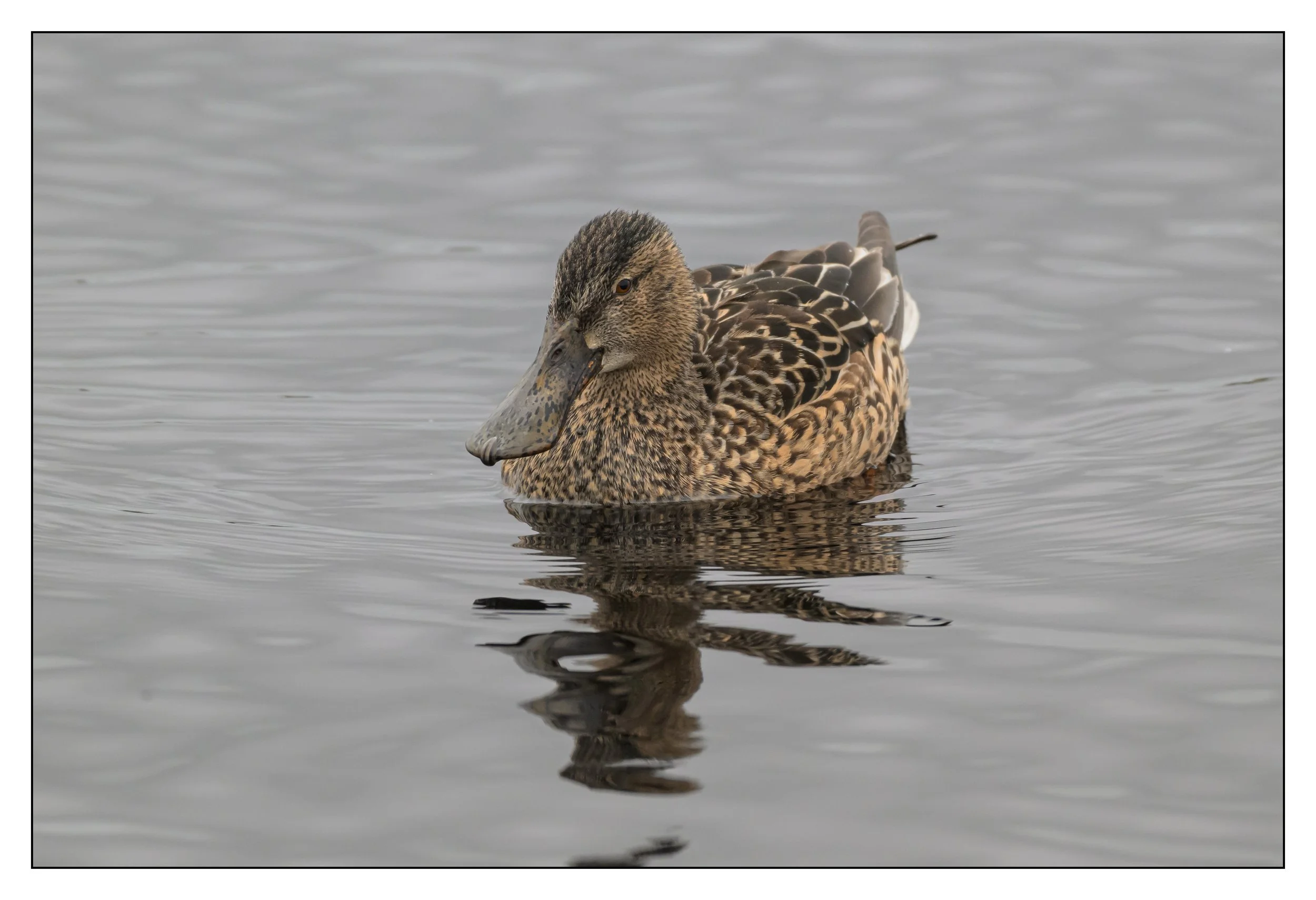 Northern Shoveler