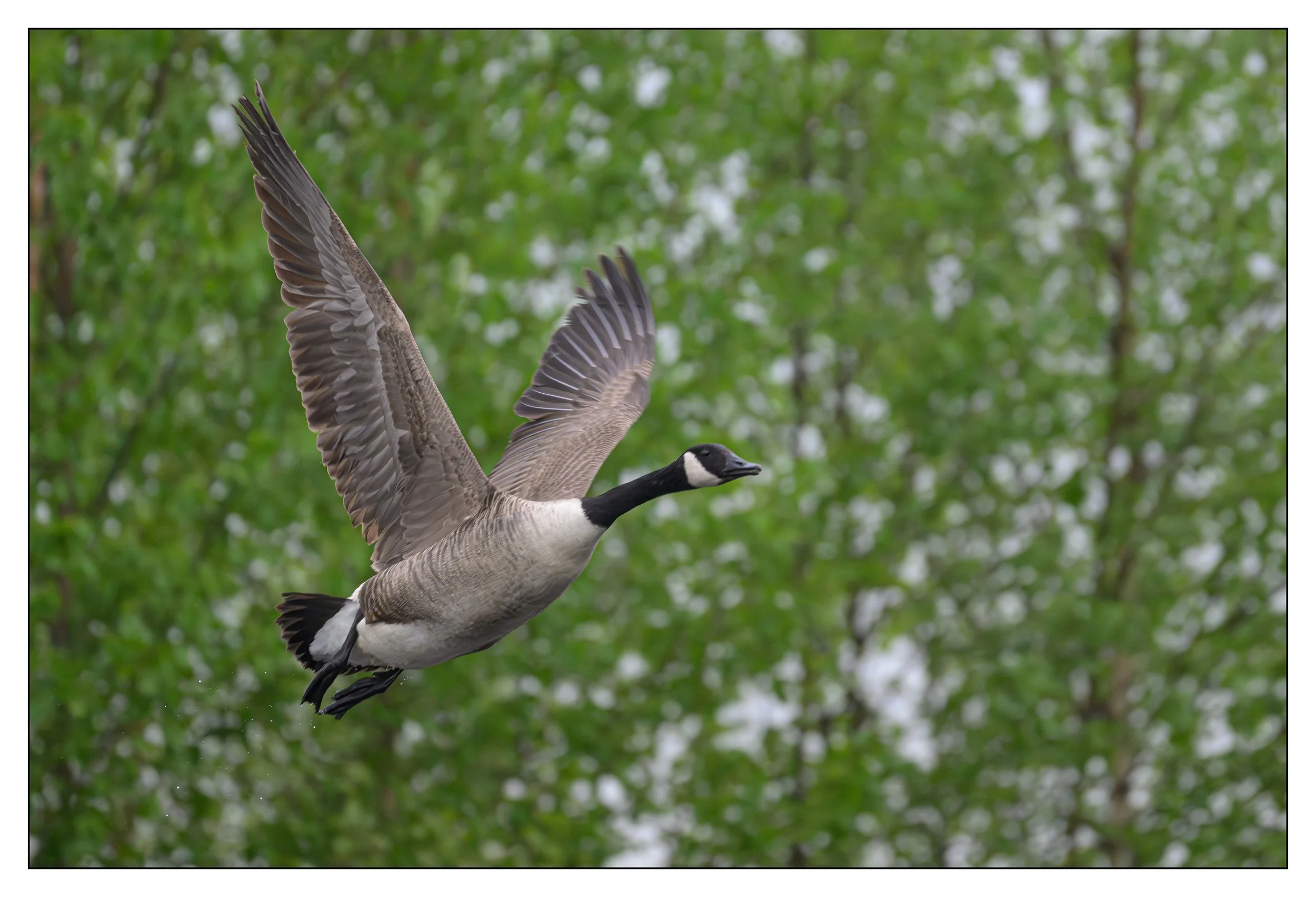Canada Goose in flight