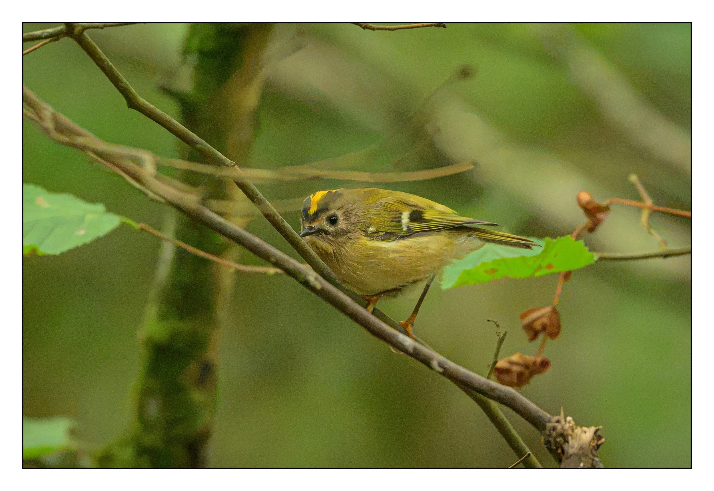 Goldcrest