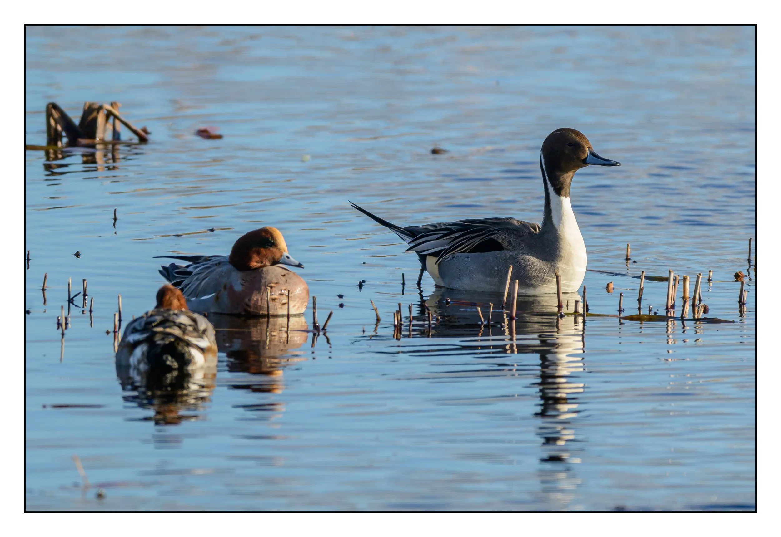 Pintail
