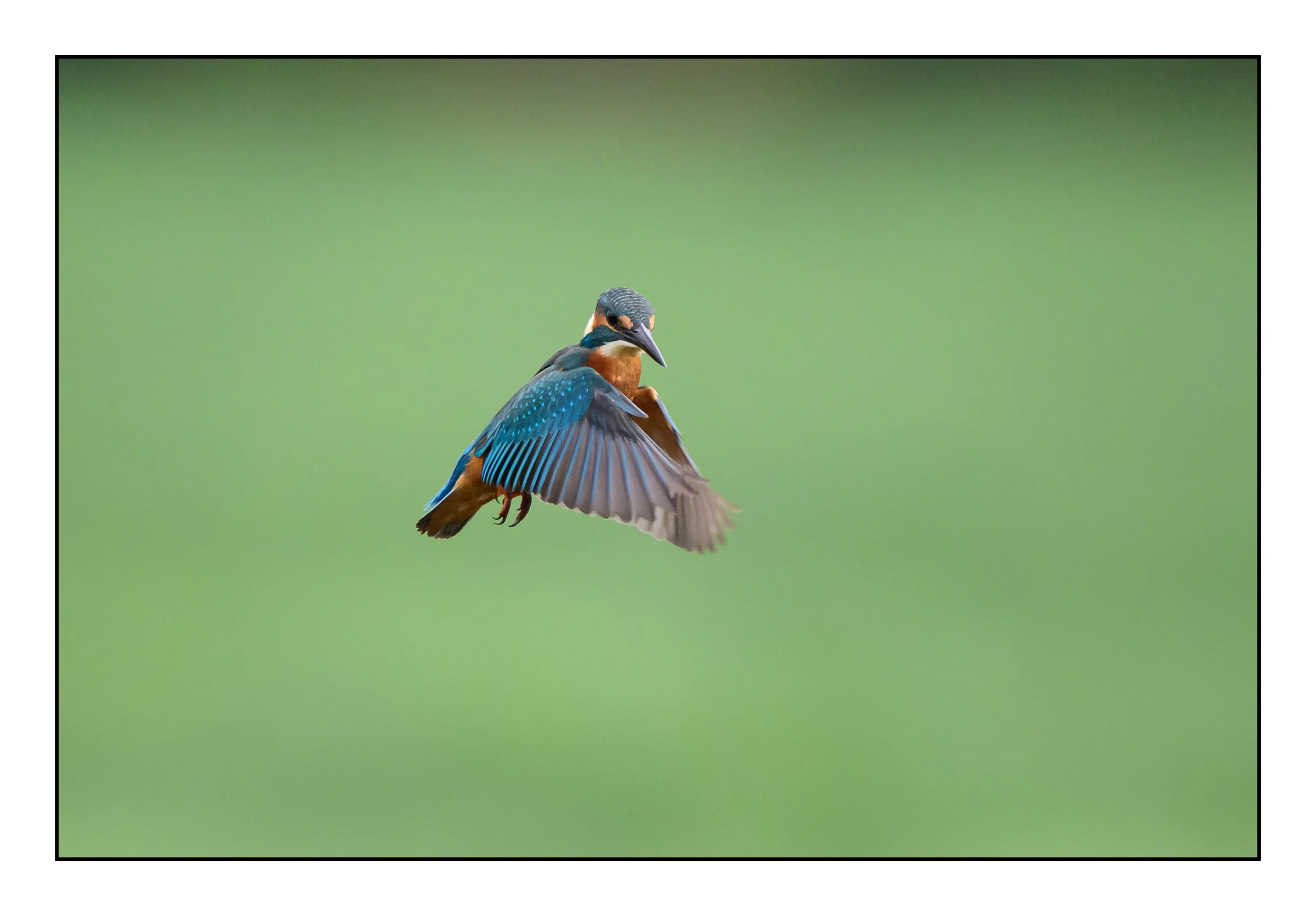 Kingfisher