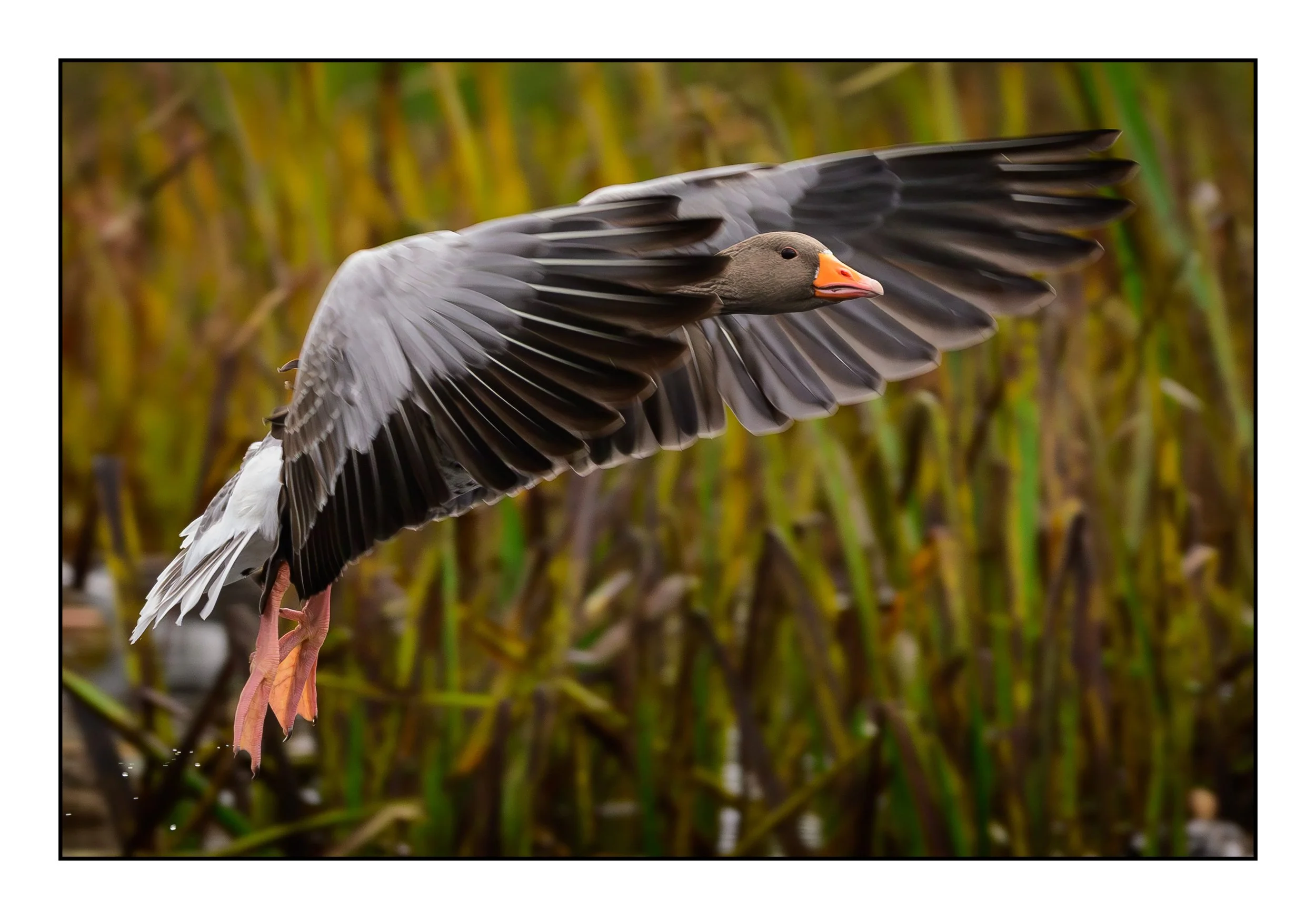 Greylag Geese