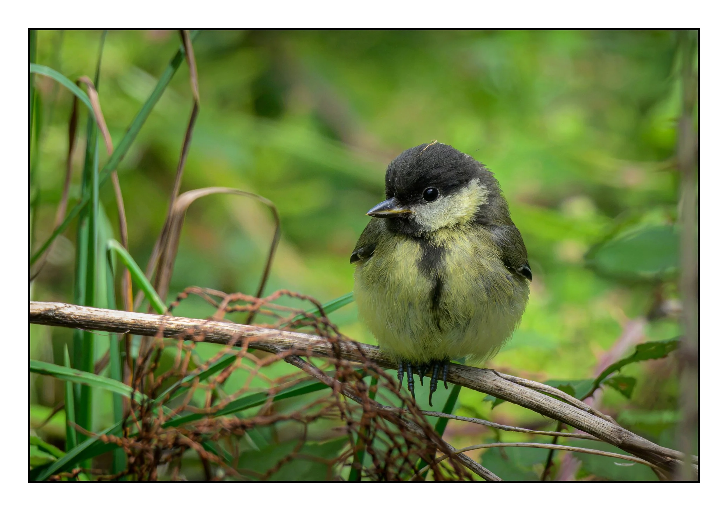 Song Birds_0057.jpg