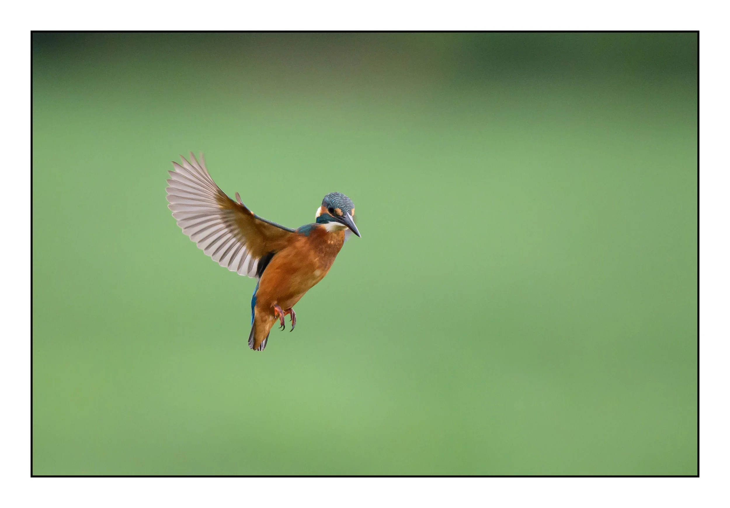 Kingfisher