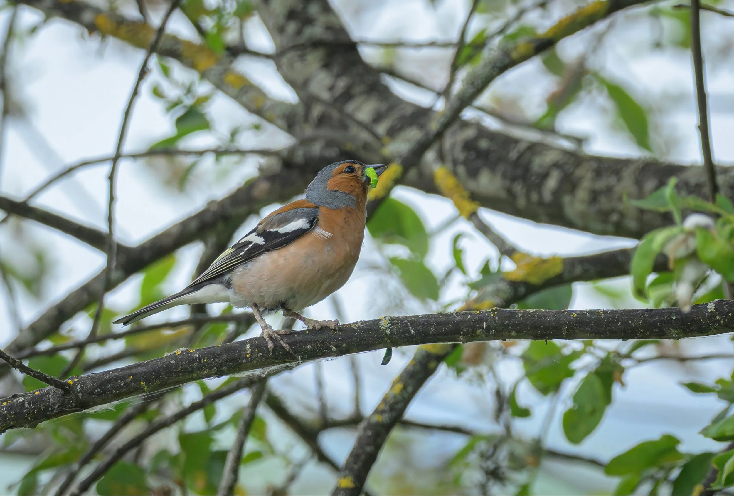 Song Birds_0033.jpg