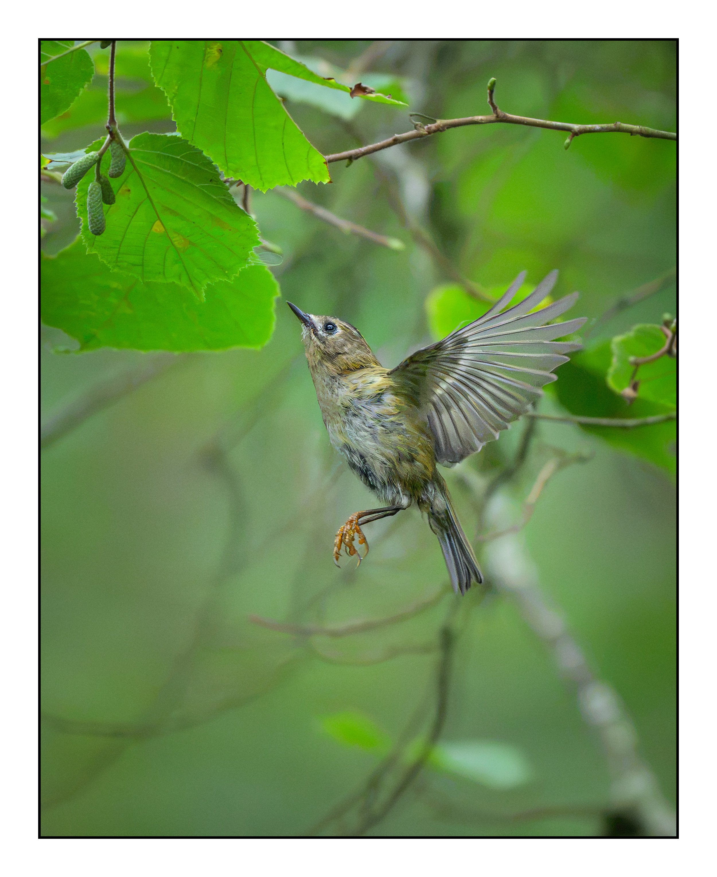 Goldcrest