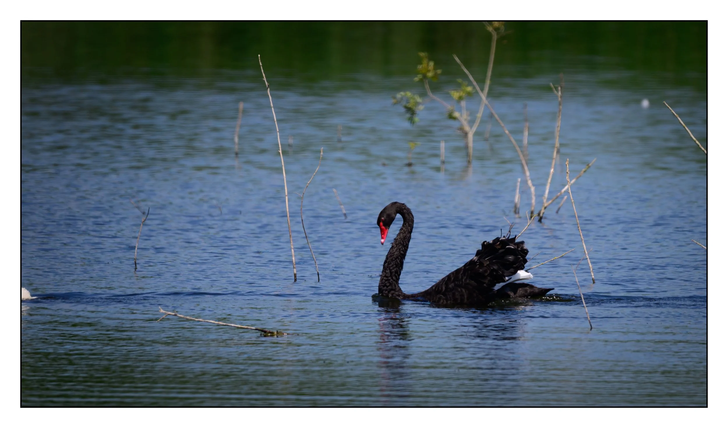 Black Swan