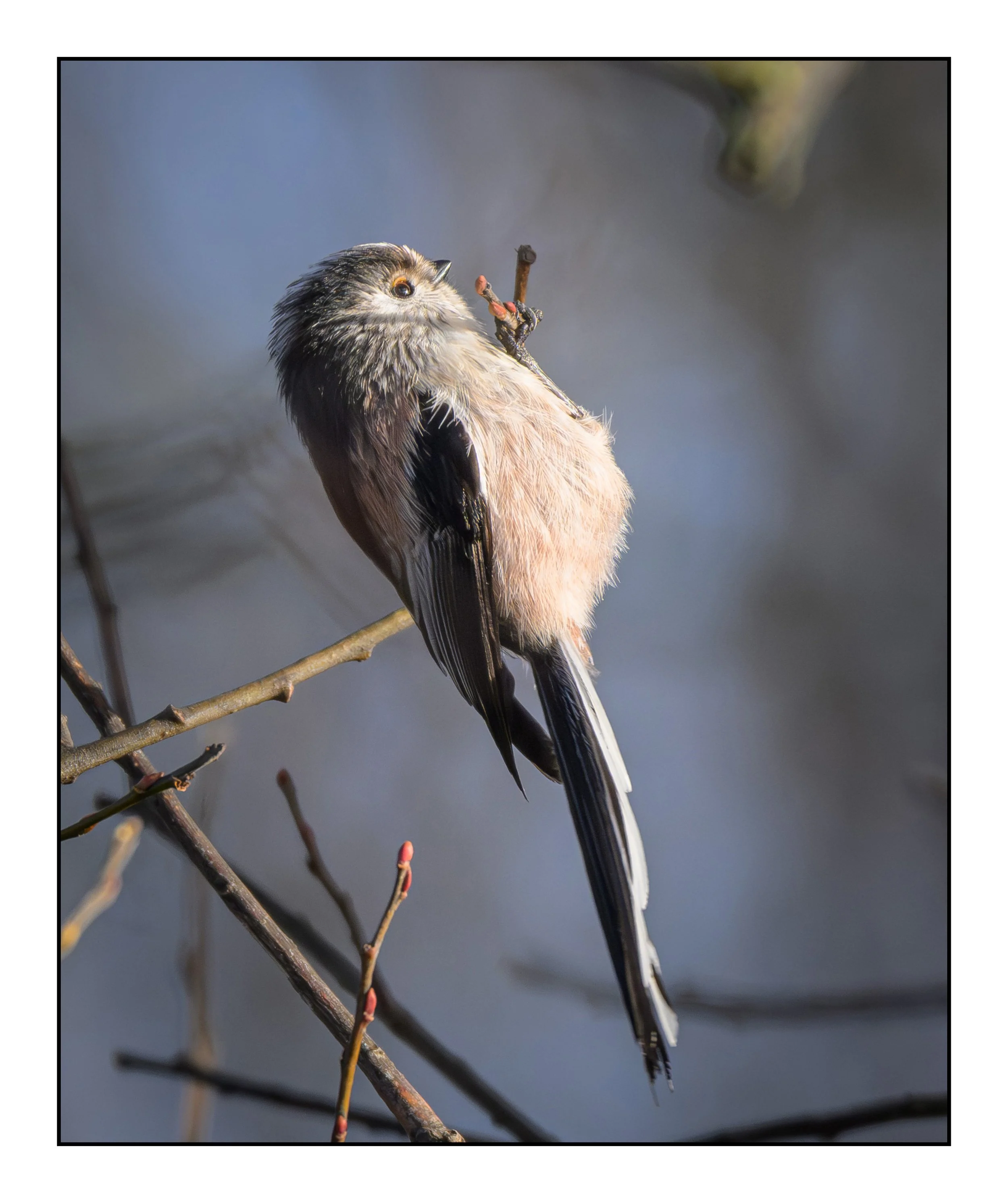 Song Birds_0026.jpg