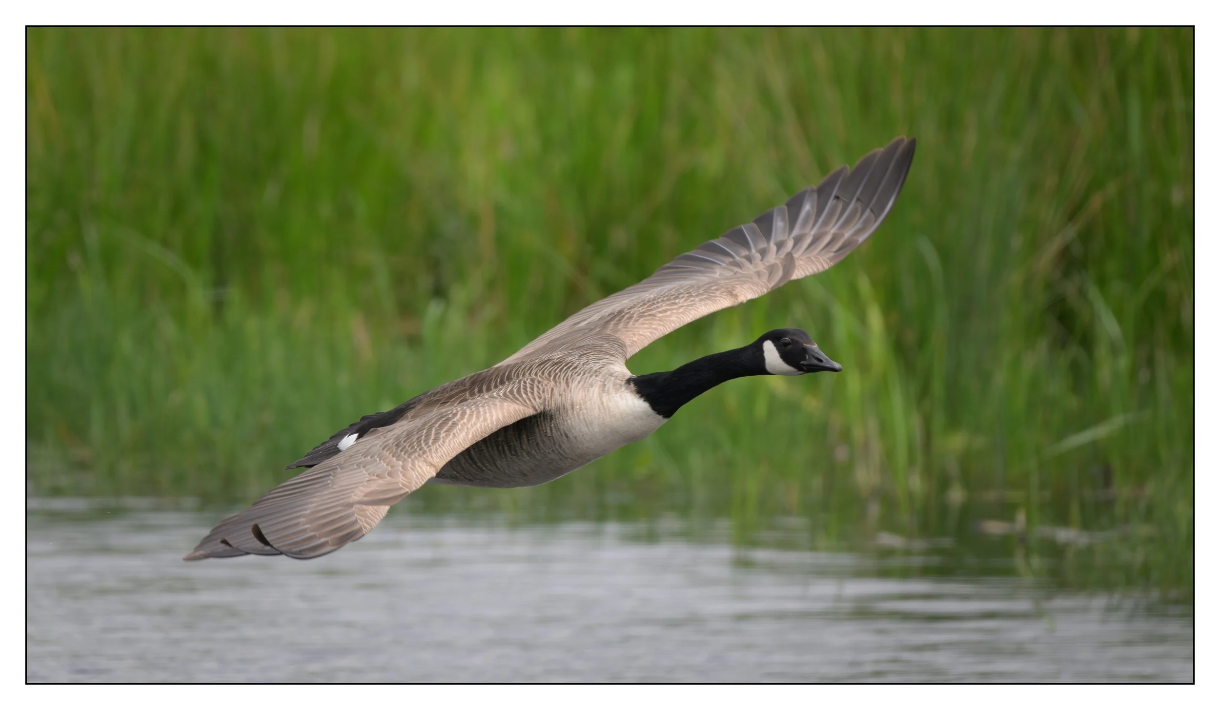Canada Goose