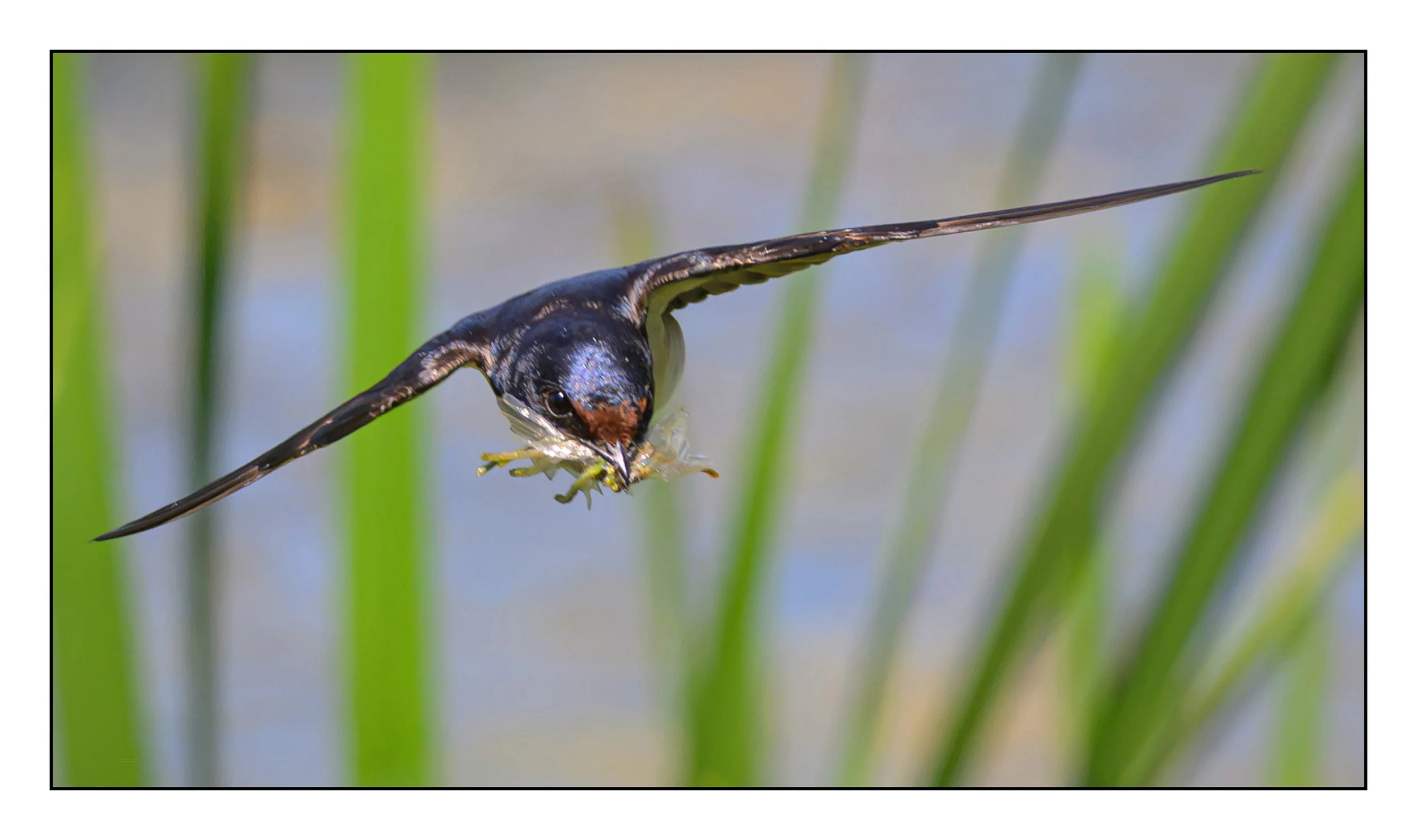Song Birds_0052.jpg