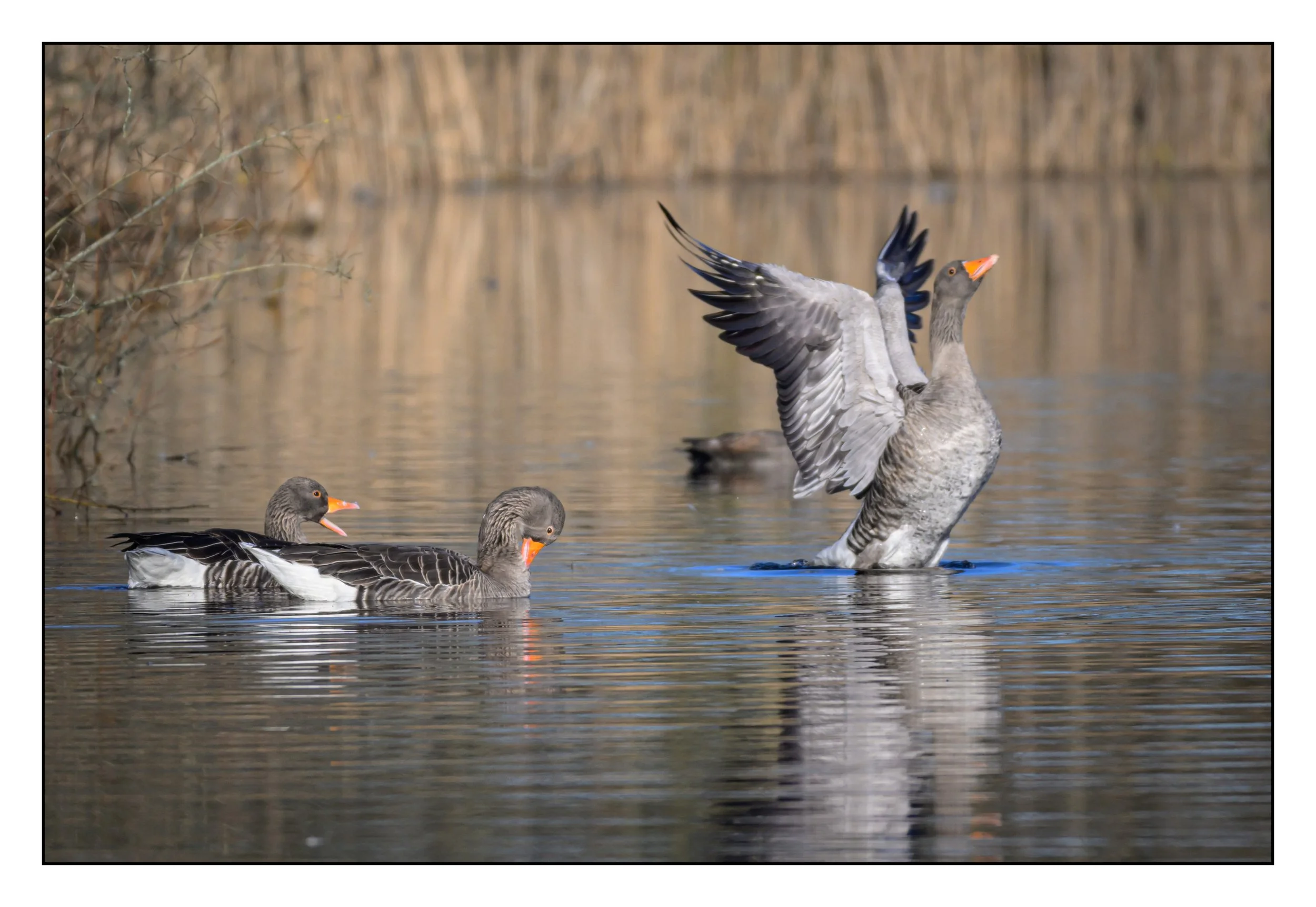 Greylag Geese