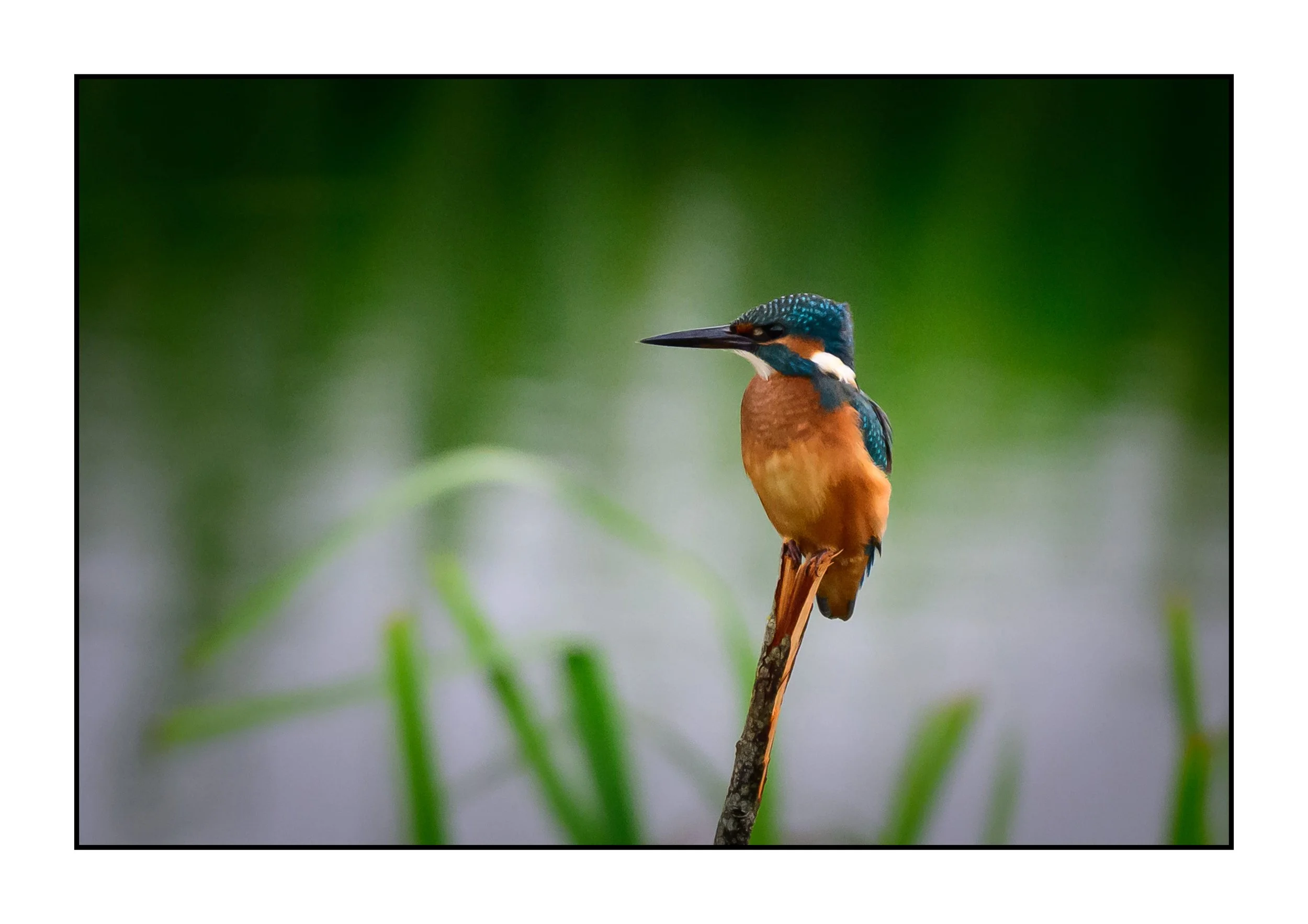 Kingfisher