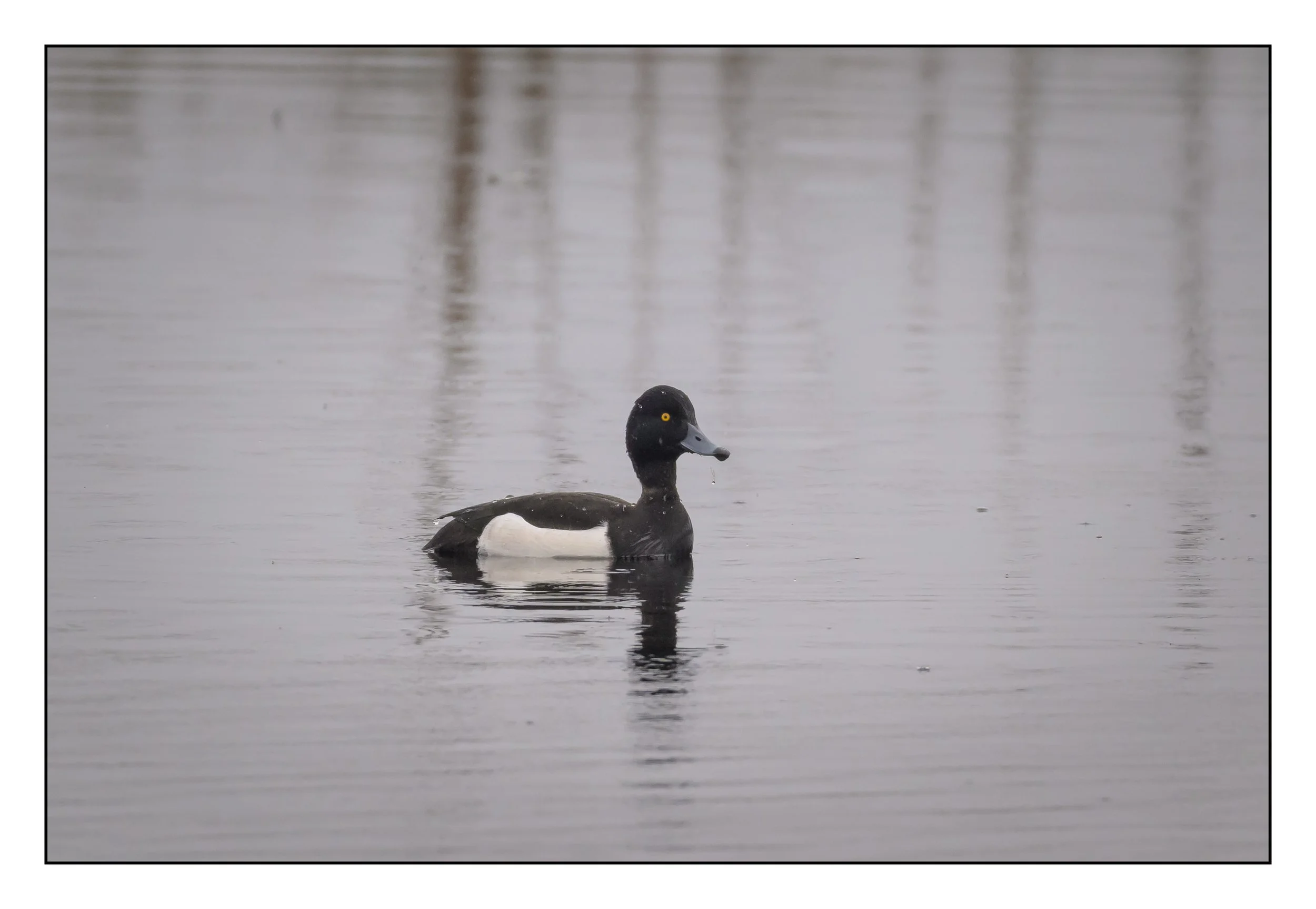 Tufted Duck