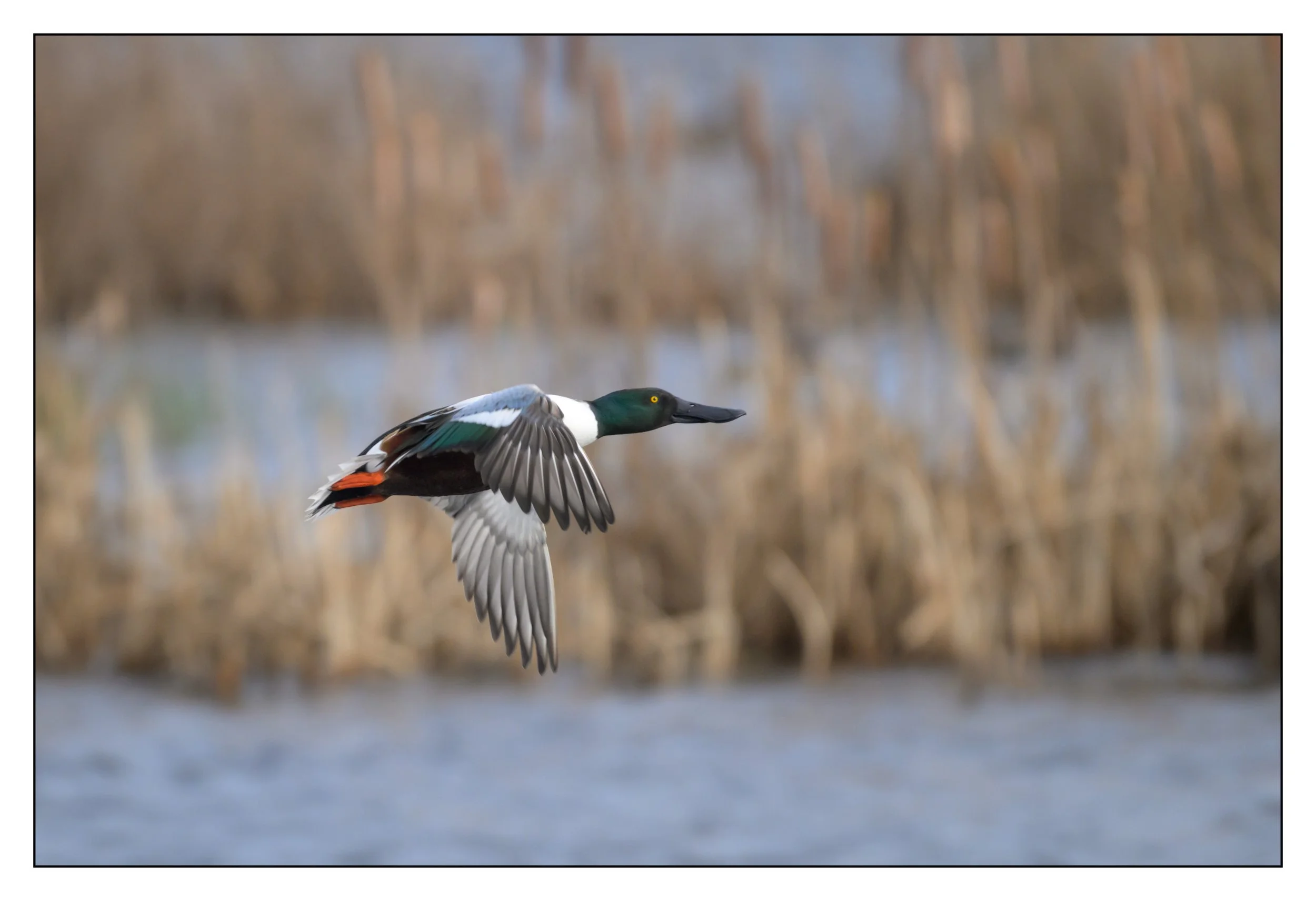 Northern Shoveler