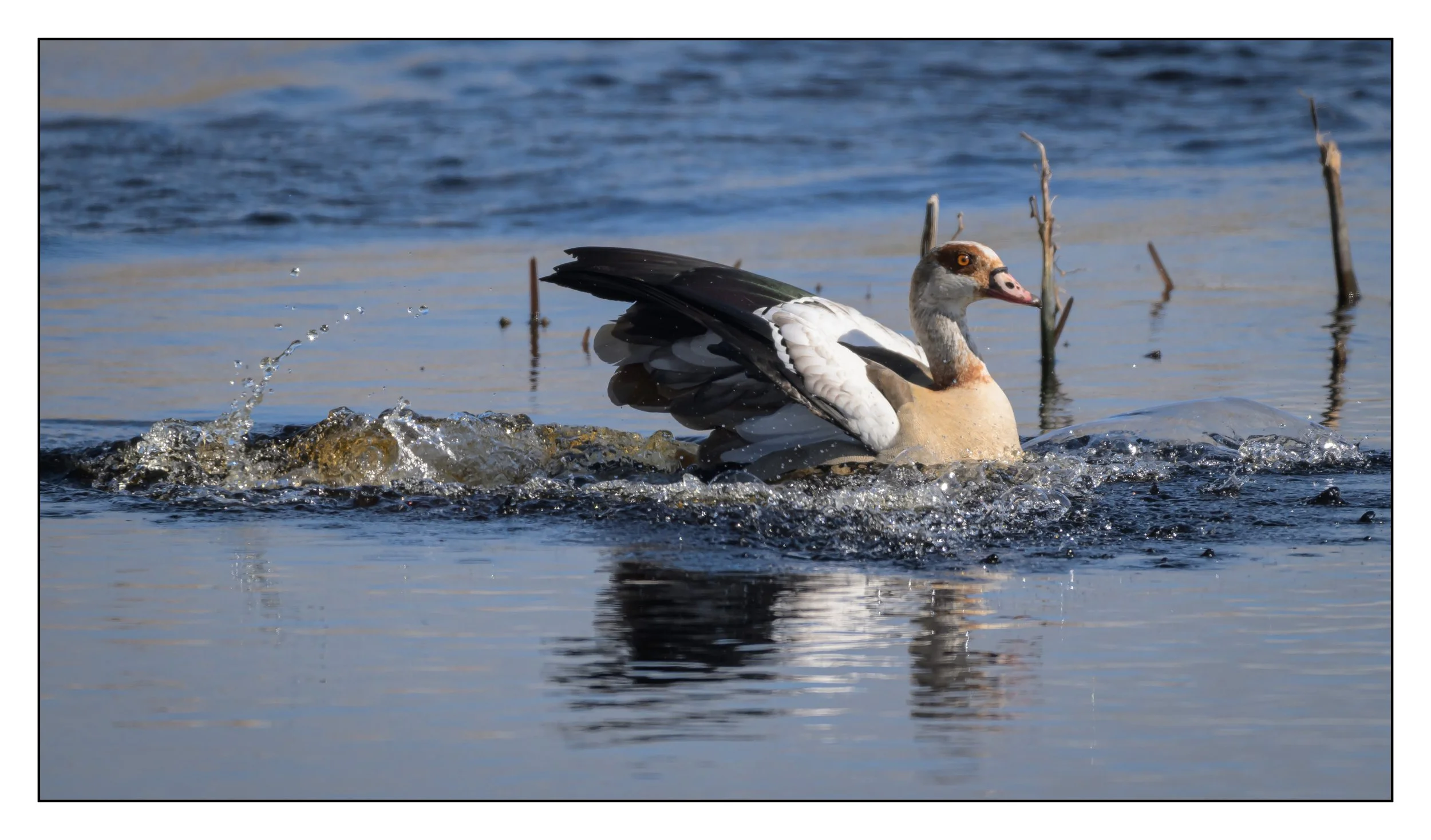 Egyptian Geese