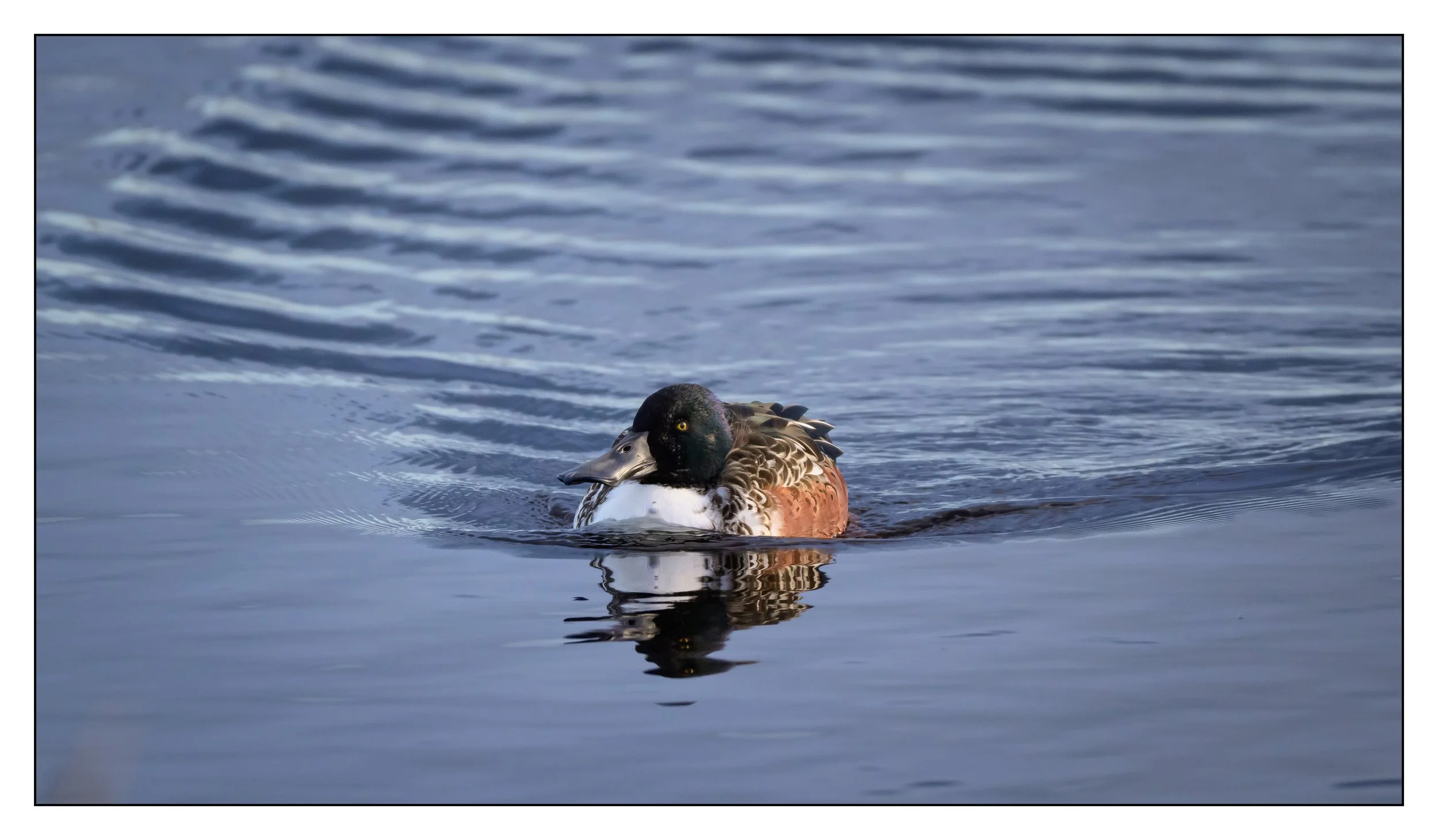 Northern Shoveler