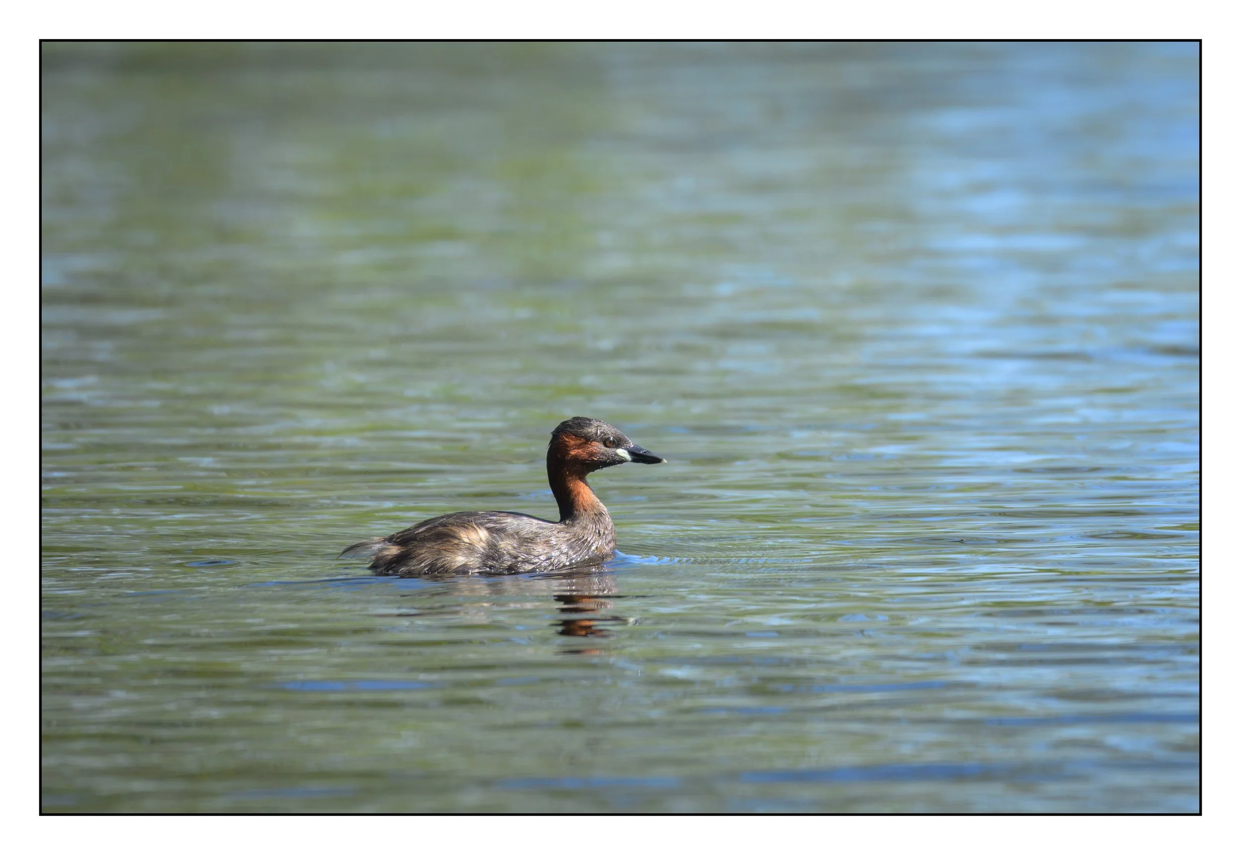 Little Grebe