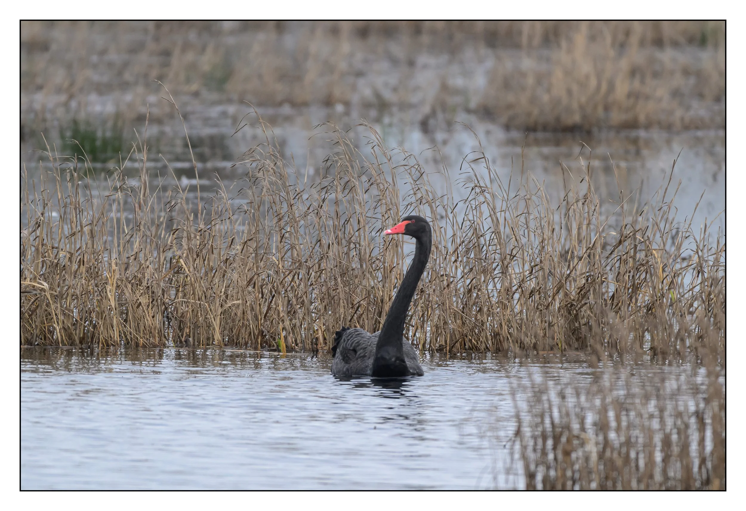 Black Swan