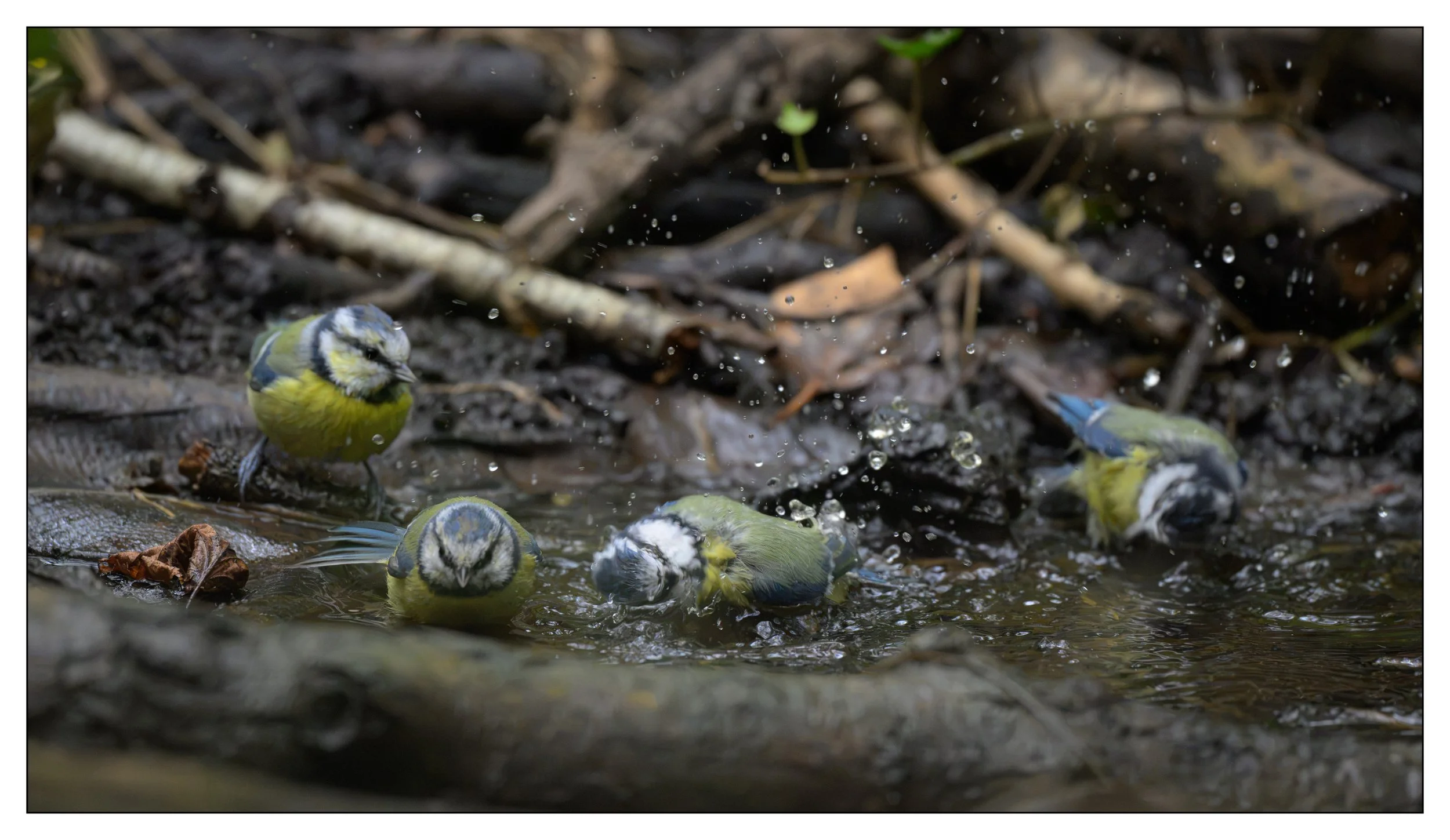 Visiting Swell Wood