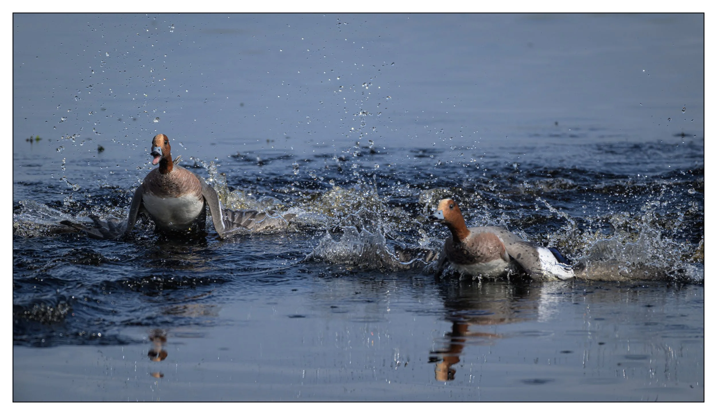 Wigeon