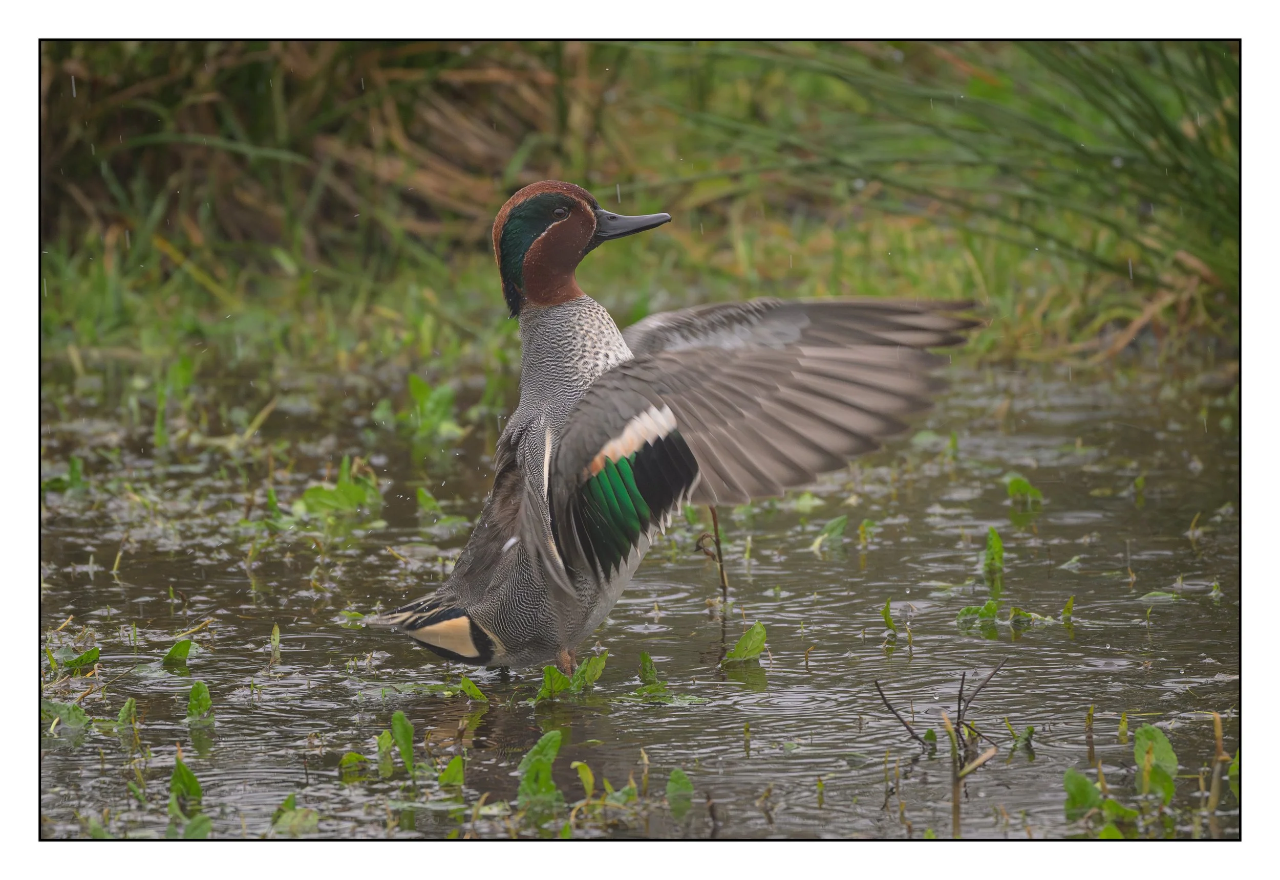 Teal
