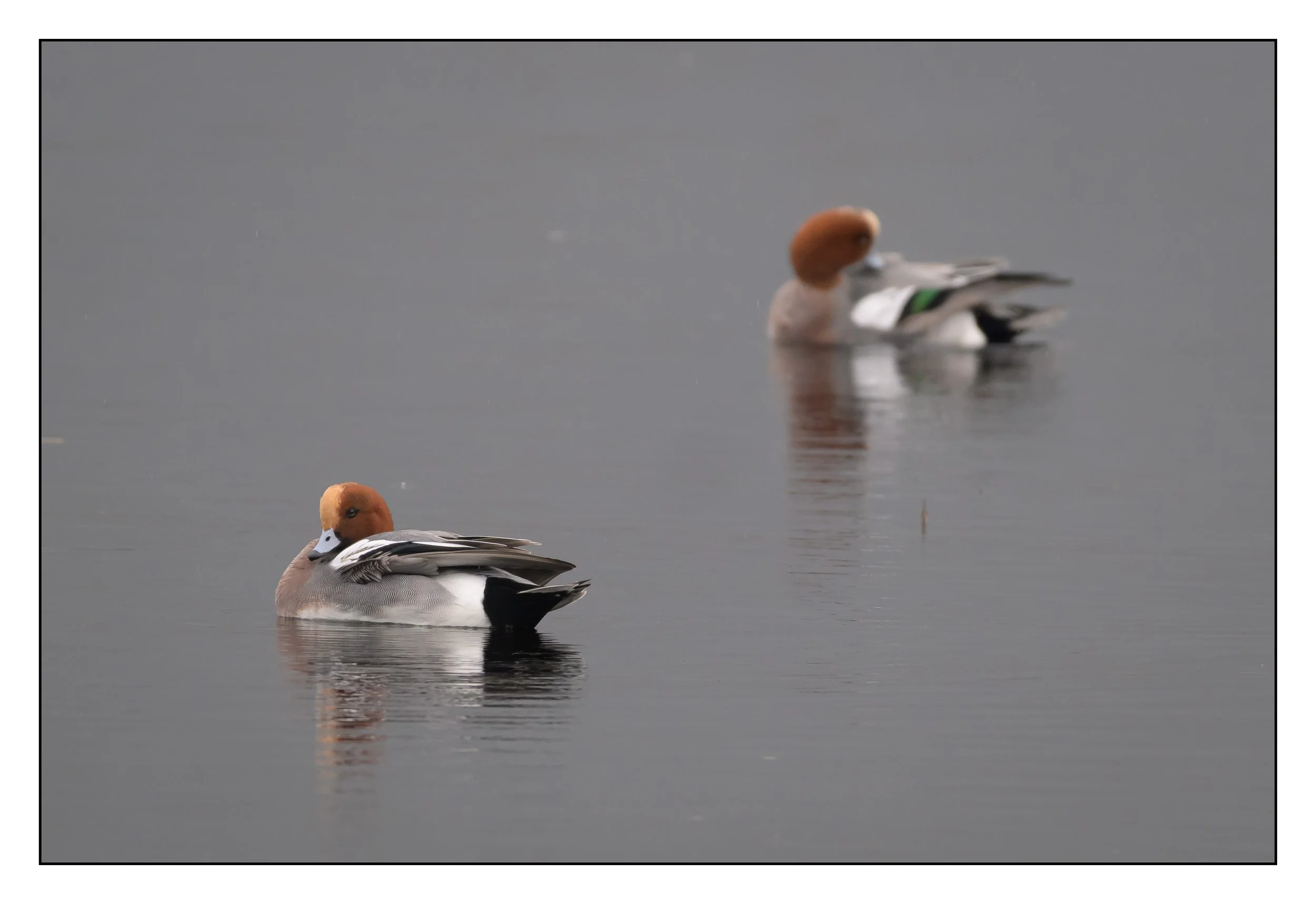 Wigeon