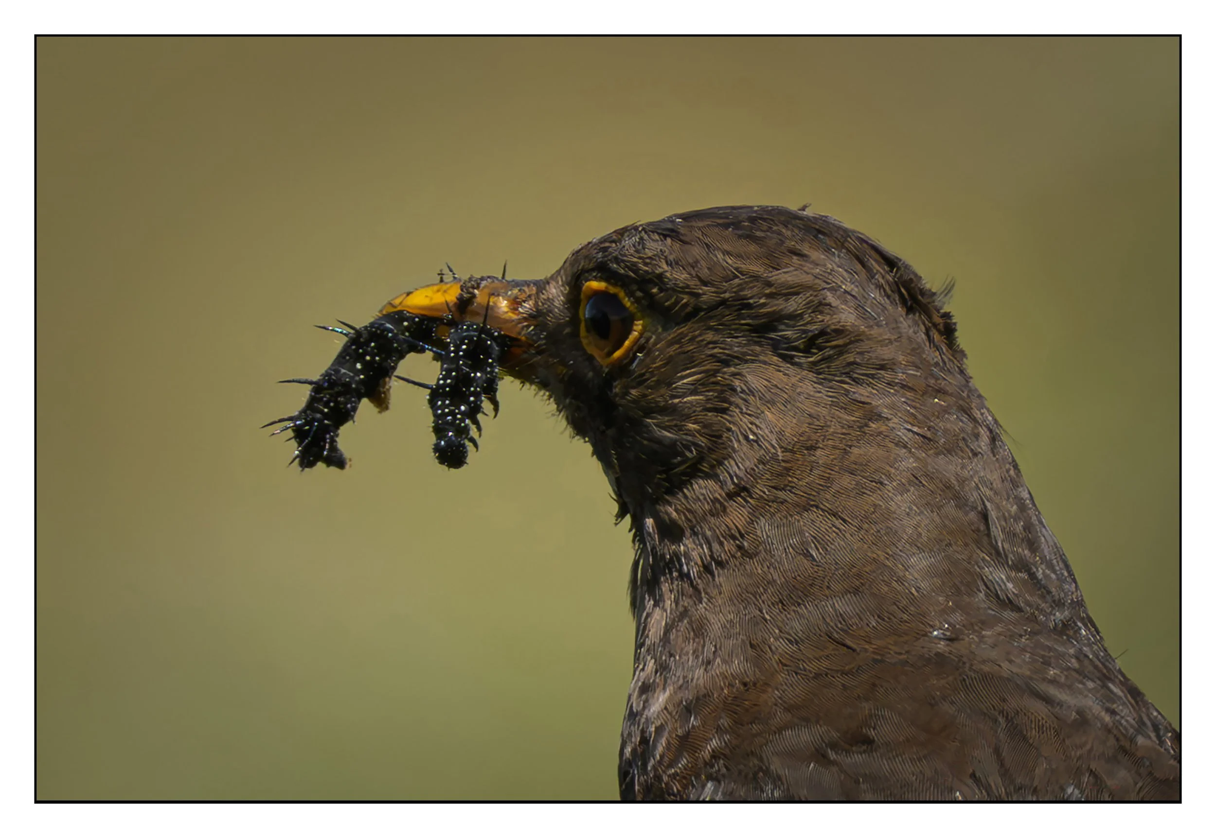 Song Birds_0045.jpg