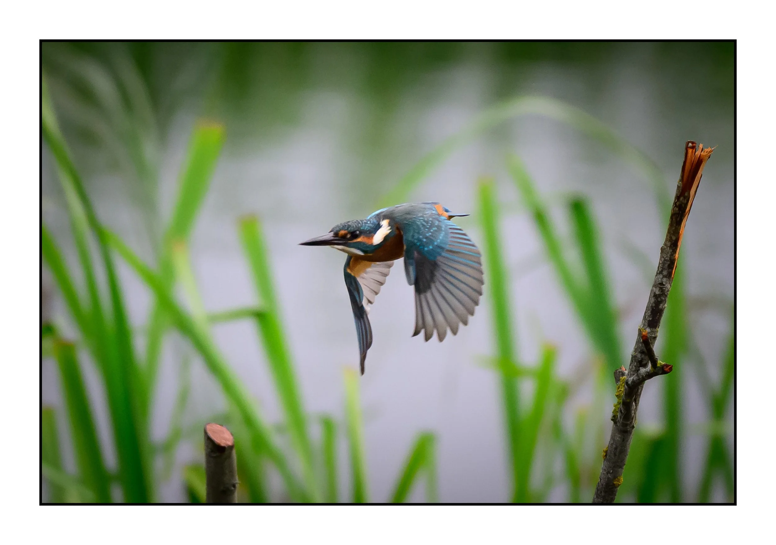 Kingfisher