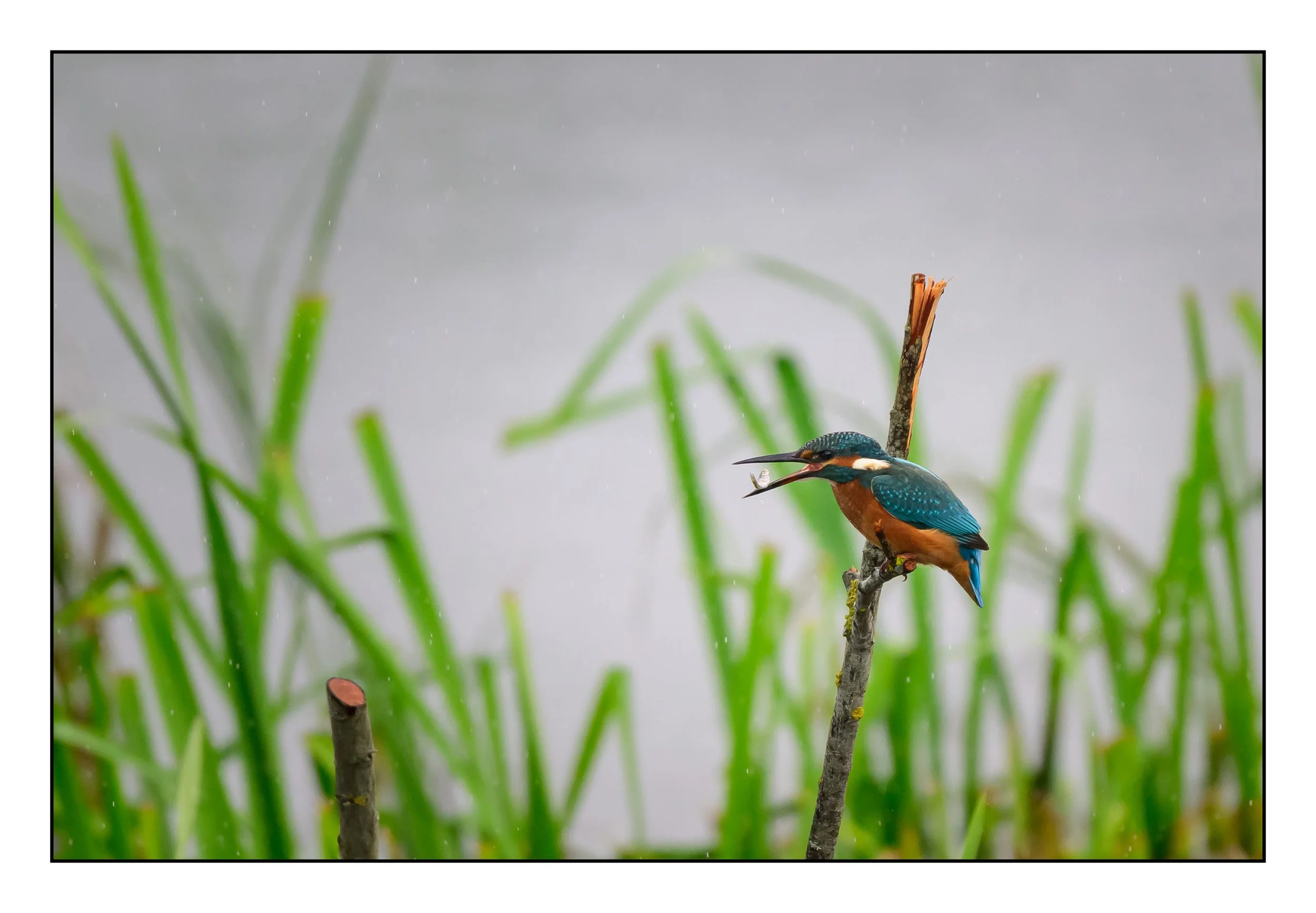 Kingfisher