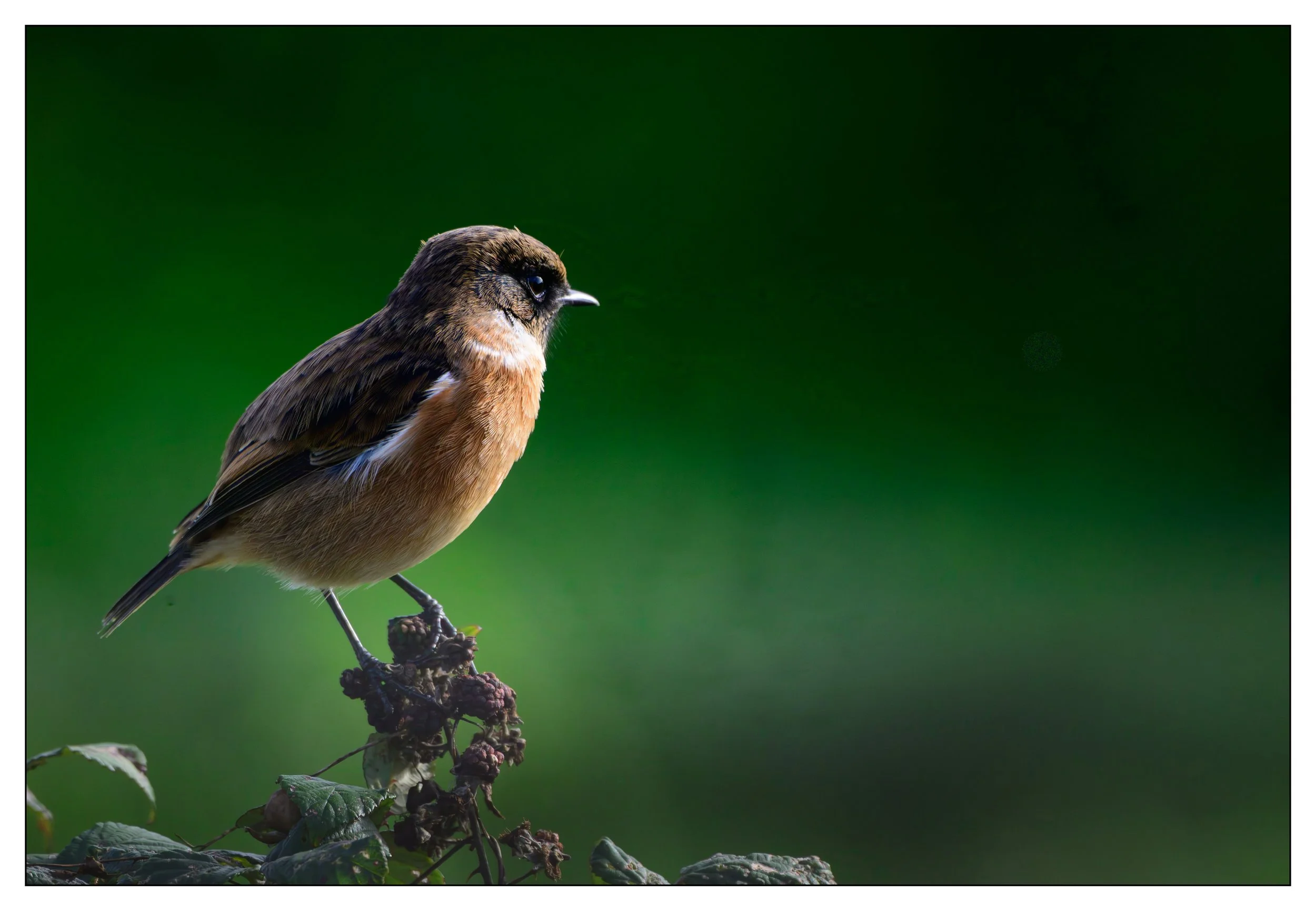 Song Birds_0012.jpg