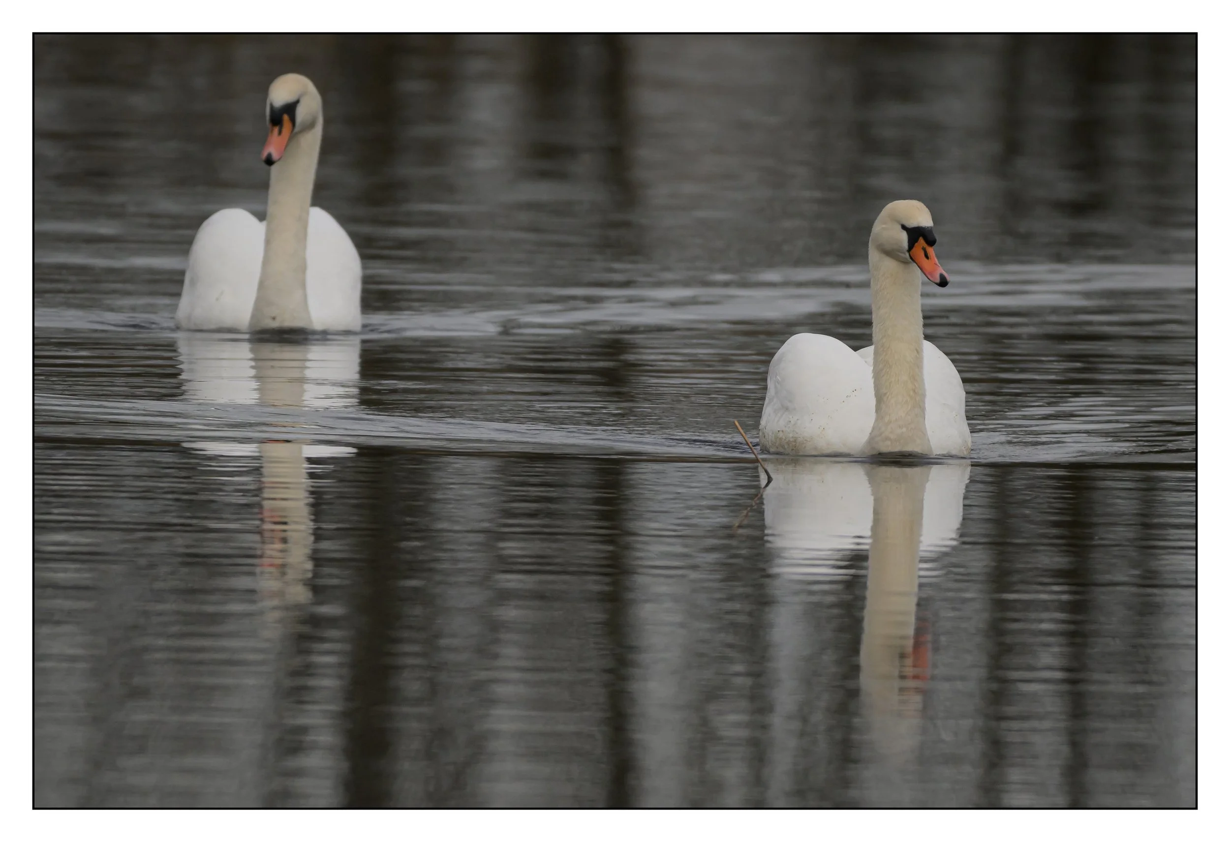 Mute Swan