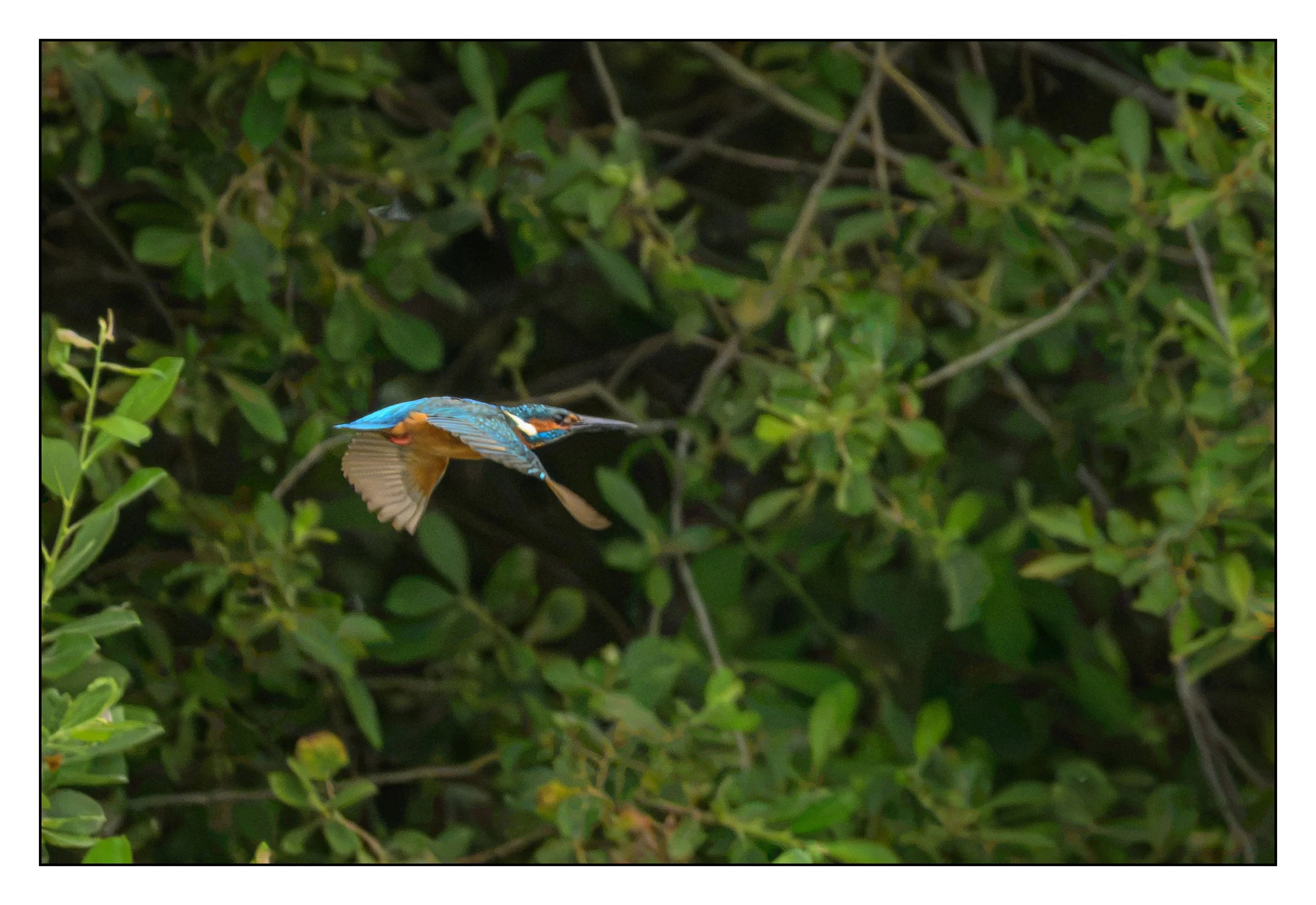 Kingfisher