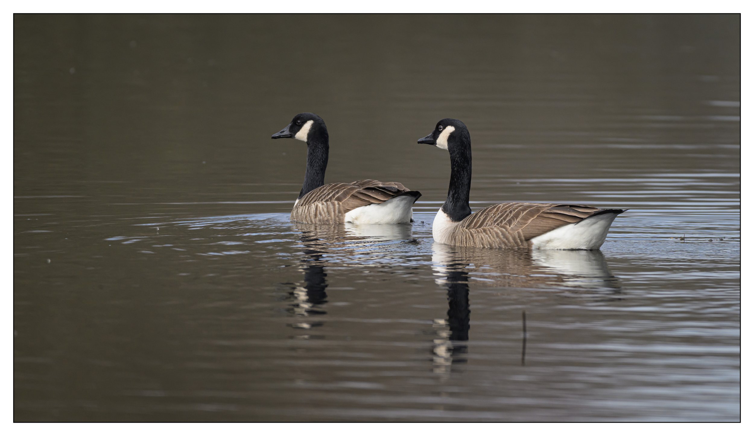 Canada Geese on a lake