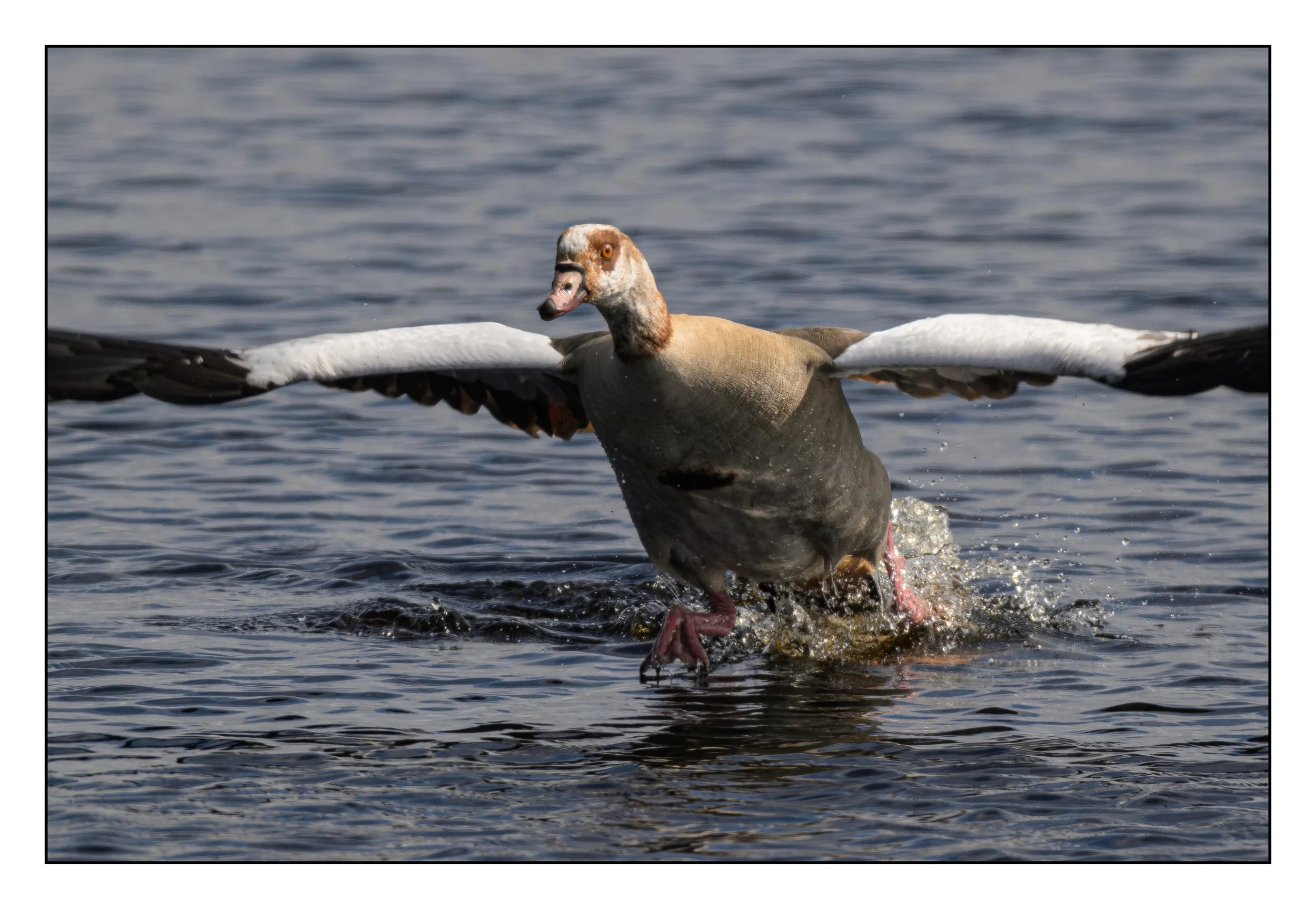 Egyptian Geese