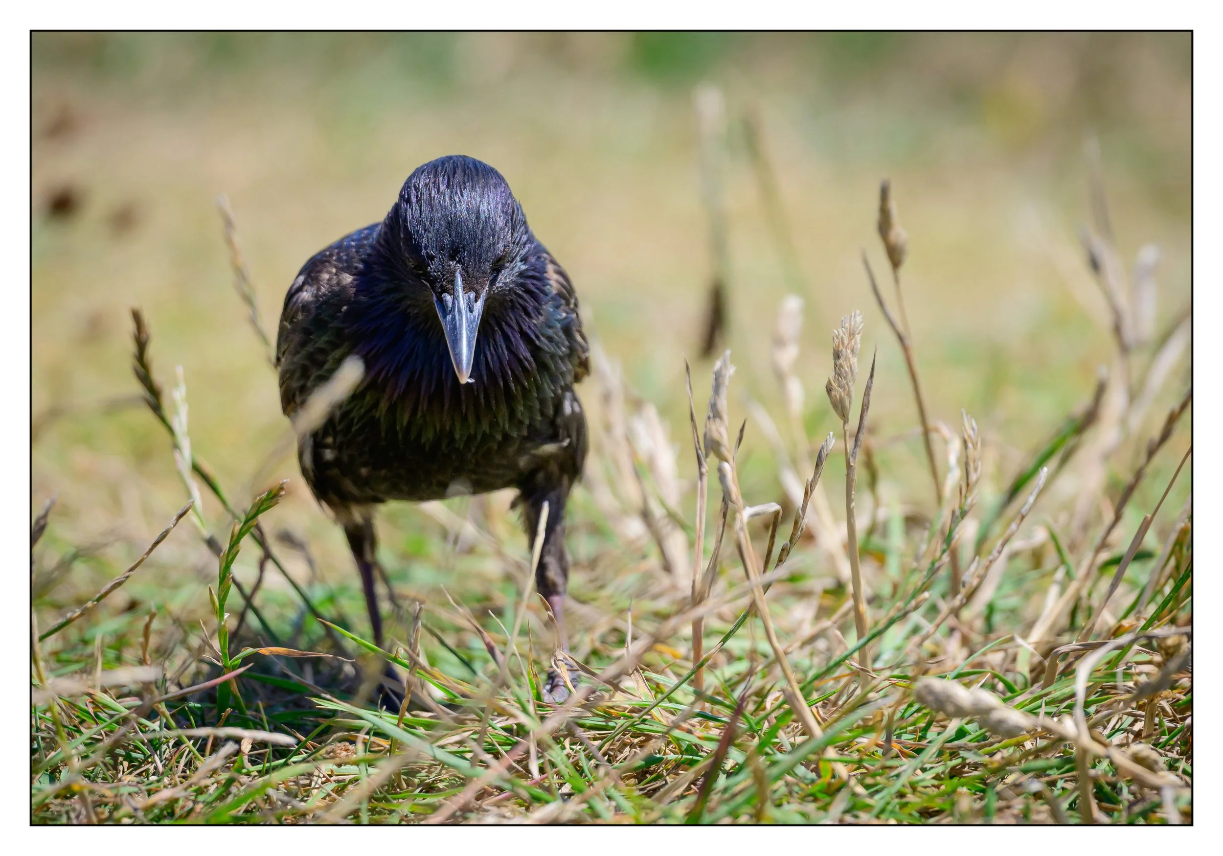 Song Birds_0003.jpg