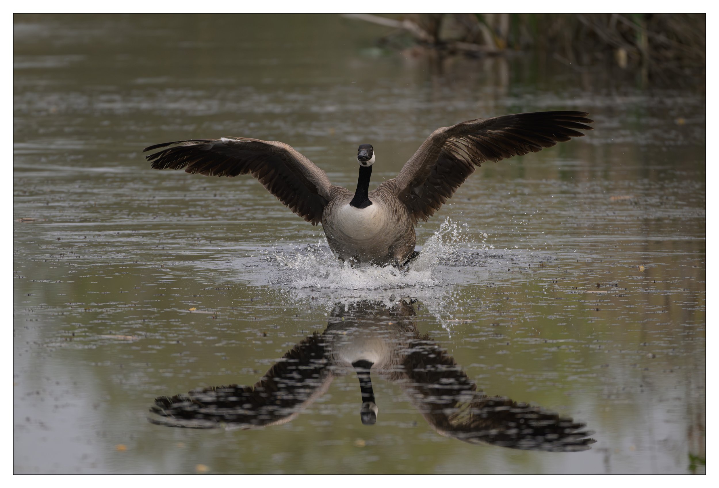 Canada Goose on a lake