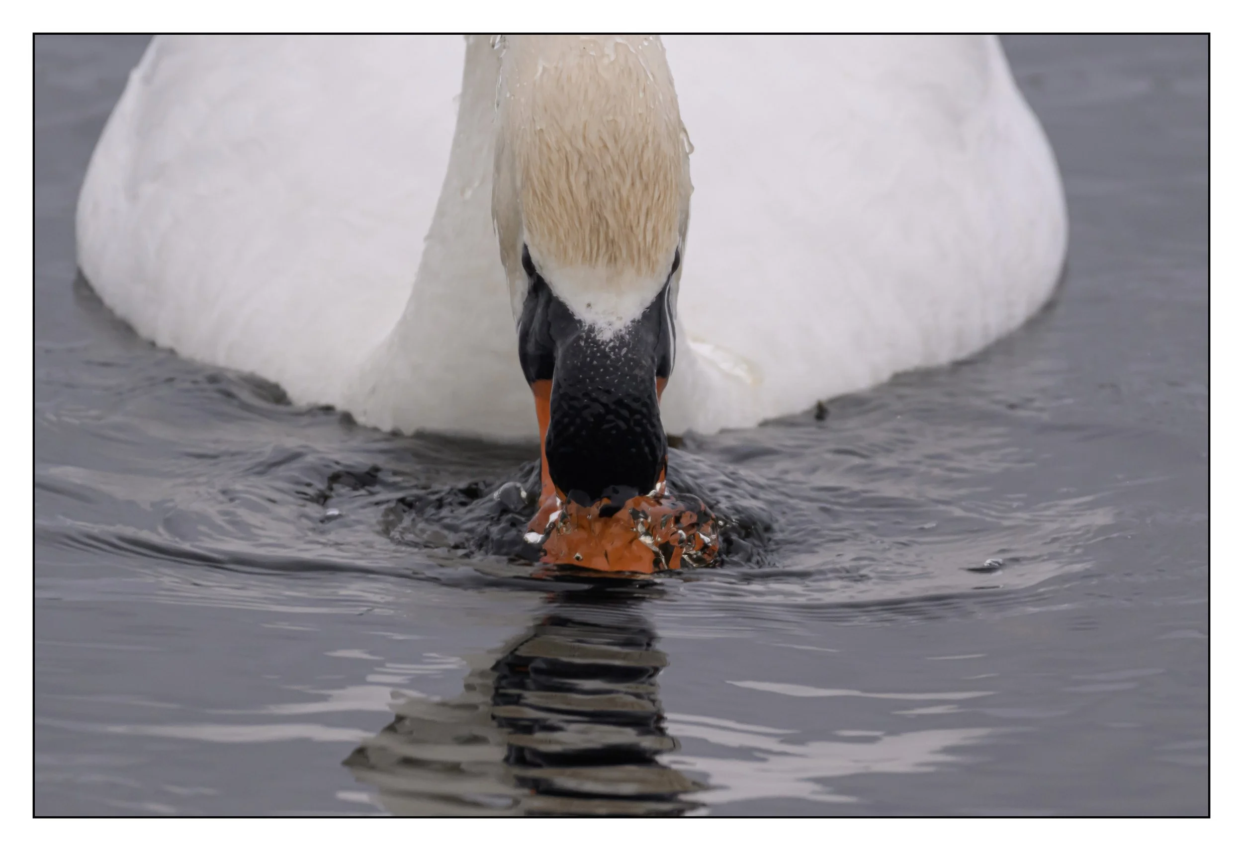 Mute Swan