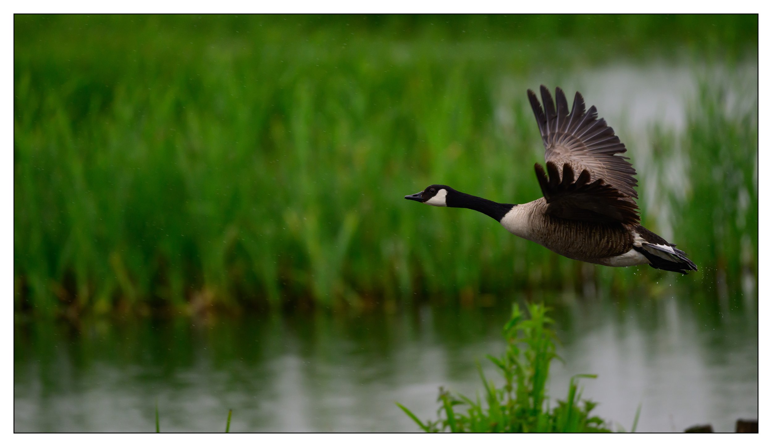 Canada Goose flying